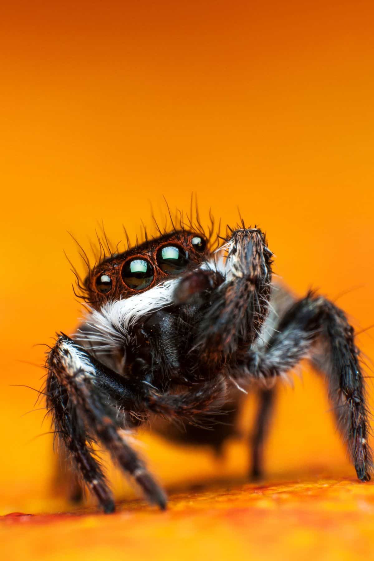 Jumping spider waving