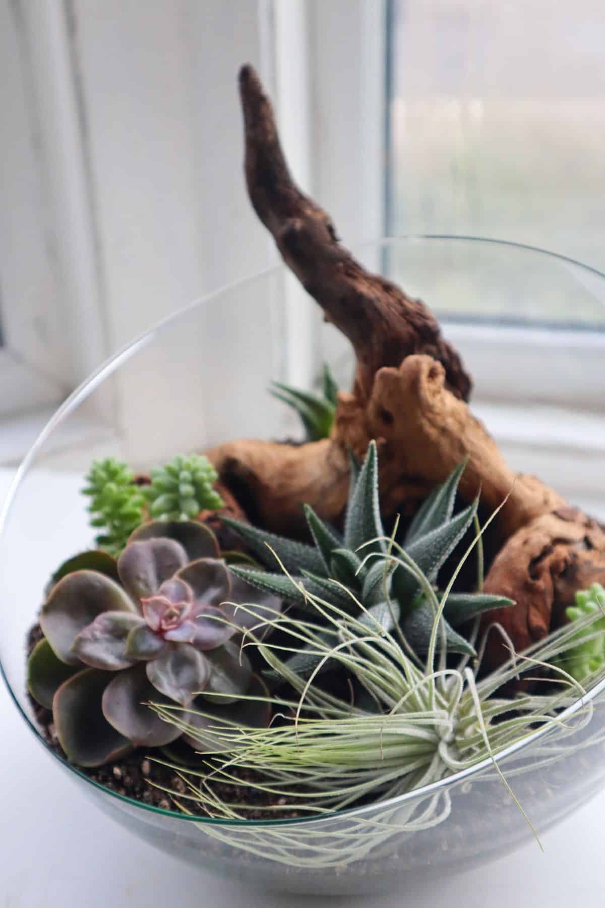 Open terrarium with succulents, air plant and wood