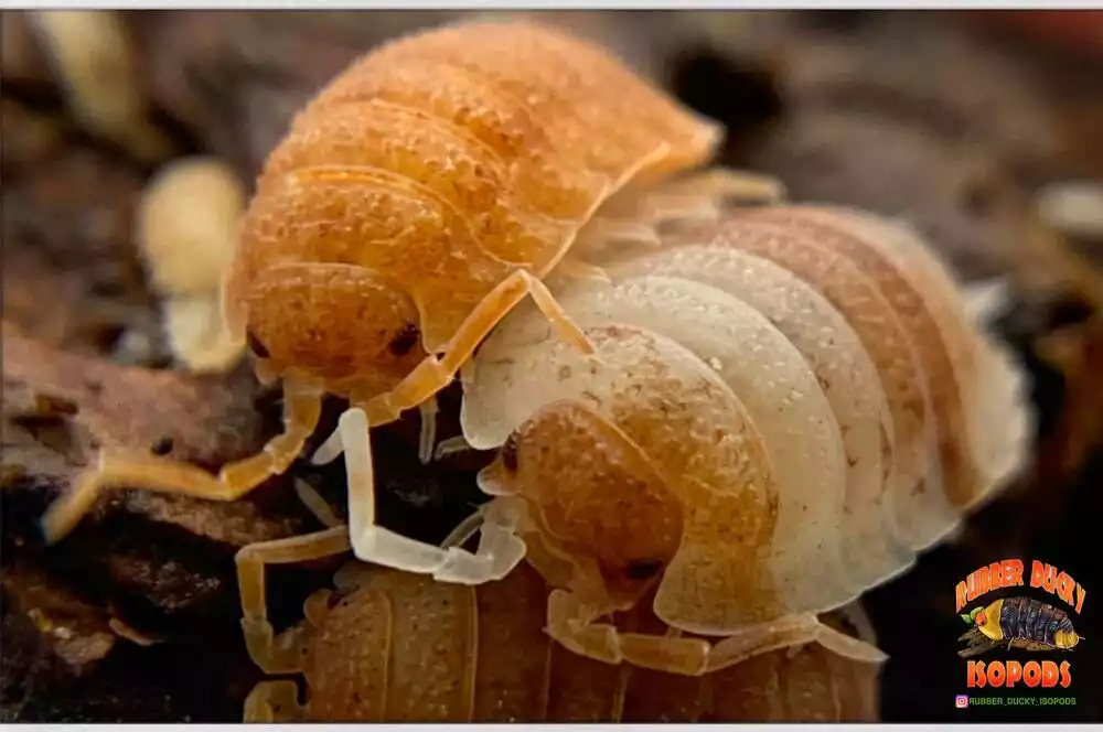 Orange Koi Isopods (Porcellio scaber)