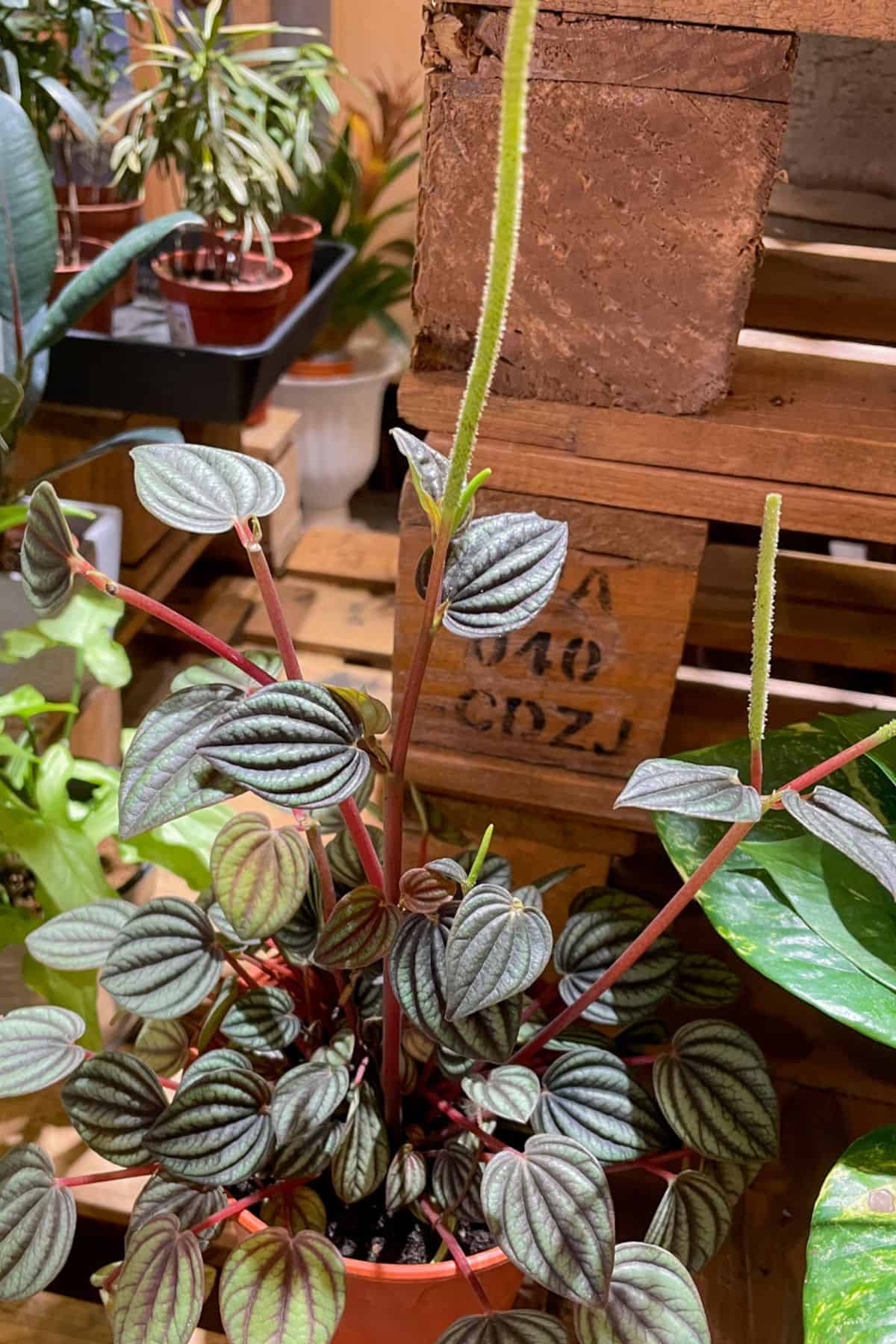 Peperomia Piccolo Banda flowers 