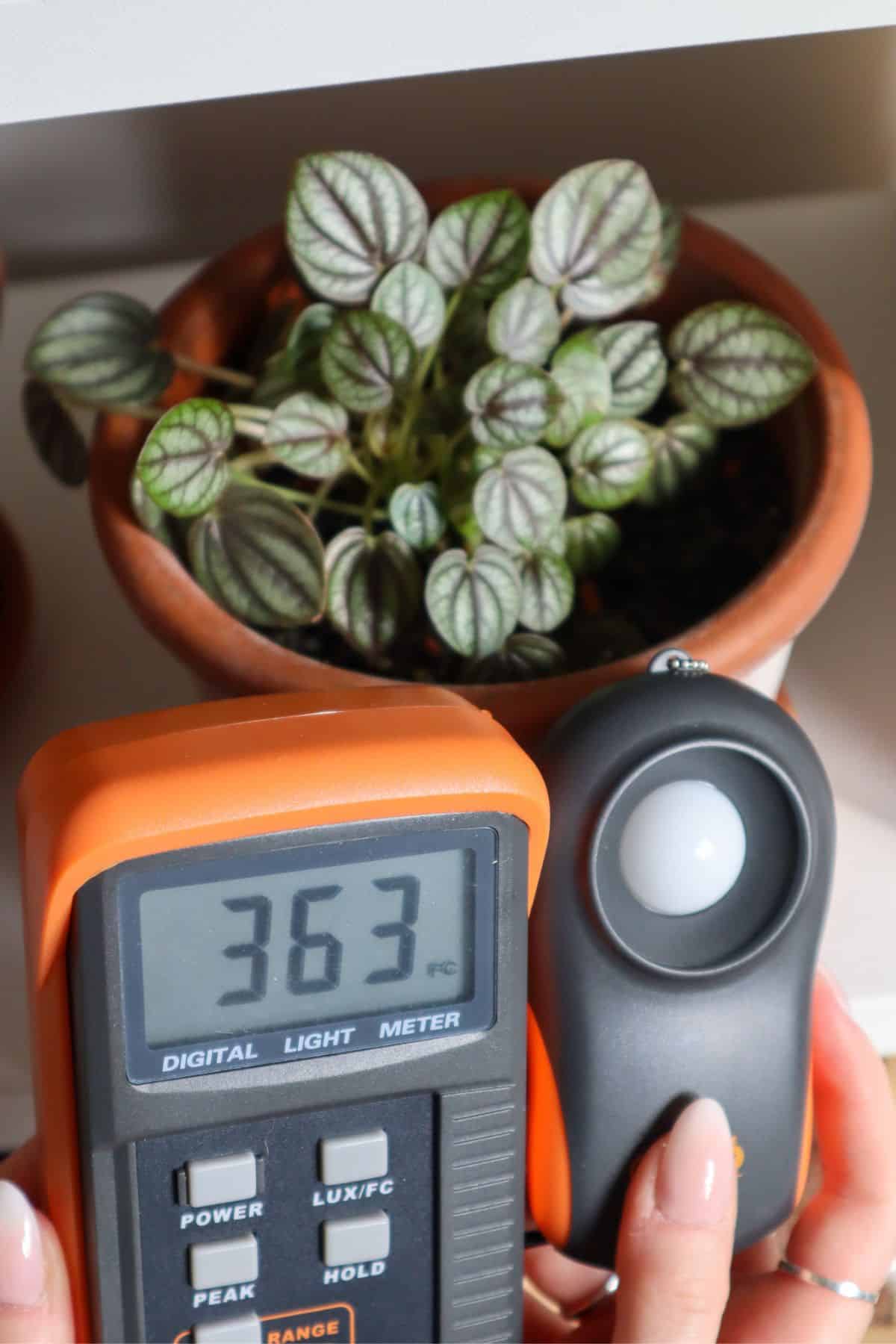 Peperomia Piccolo Banda lighting 