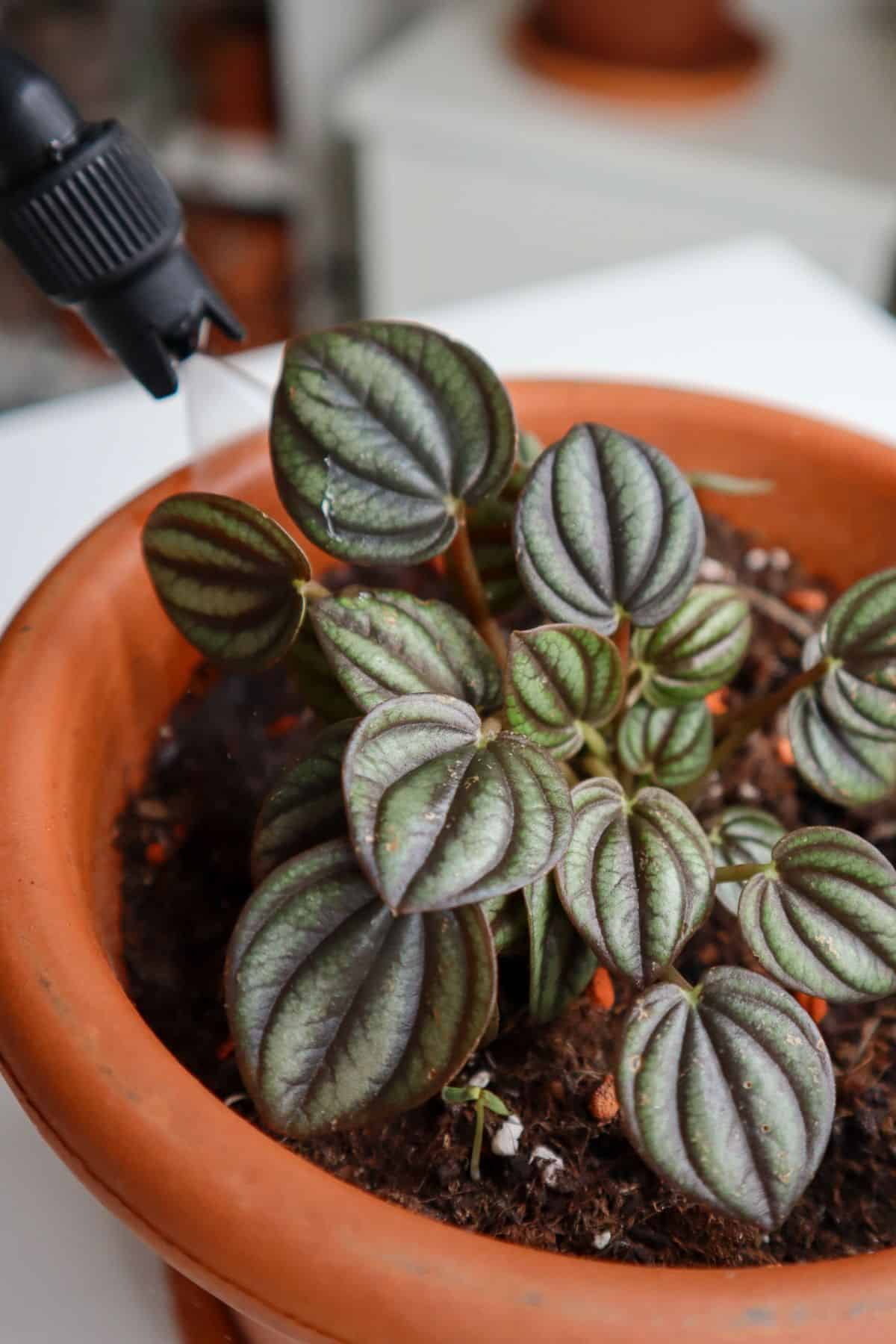 Peperomia Piccolo Banda watering 