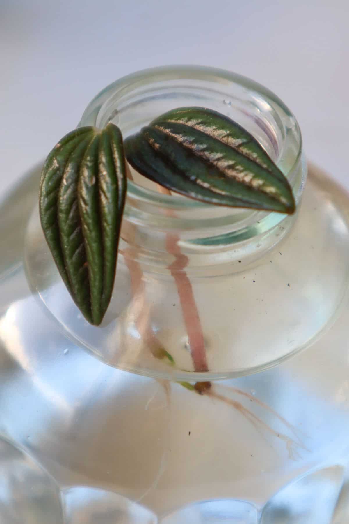 Peperomia rosso water propagation 