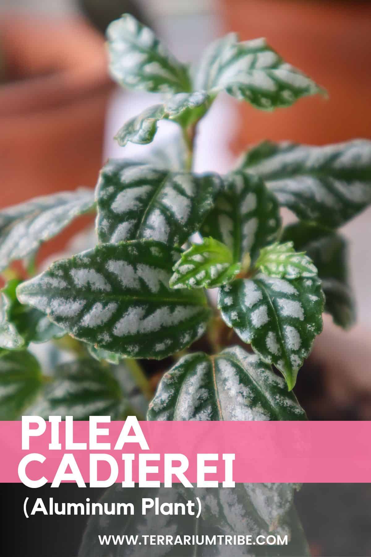 Pilea cadierei Aluminum Plant