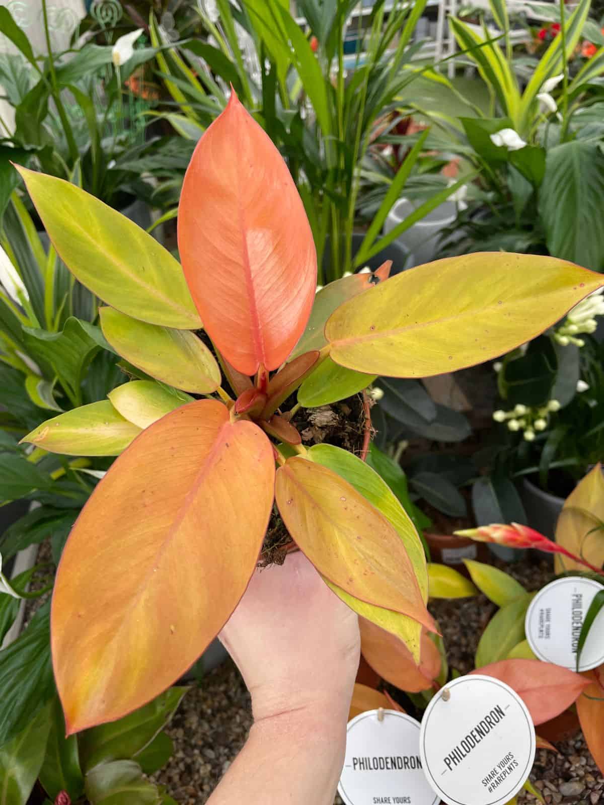 Prince of Orange Philodendron held in plant market