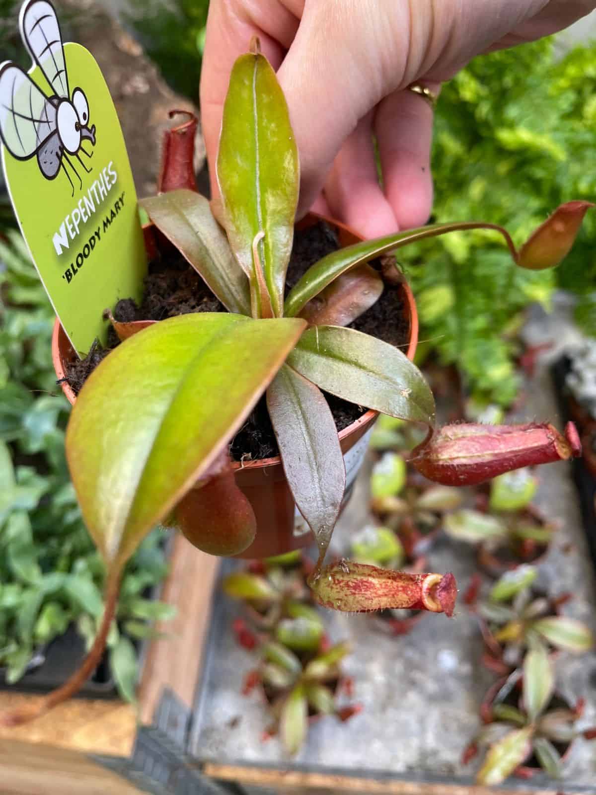 Small pitcher plant held in hand at plant market