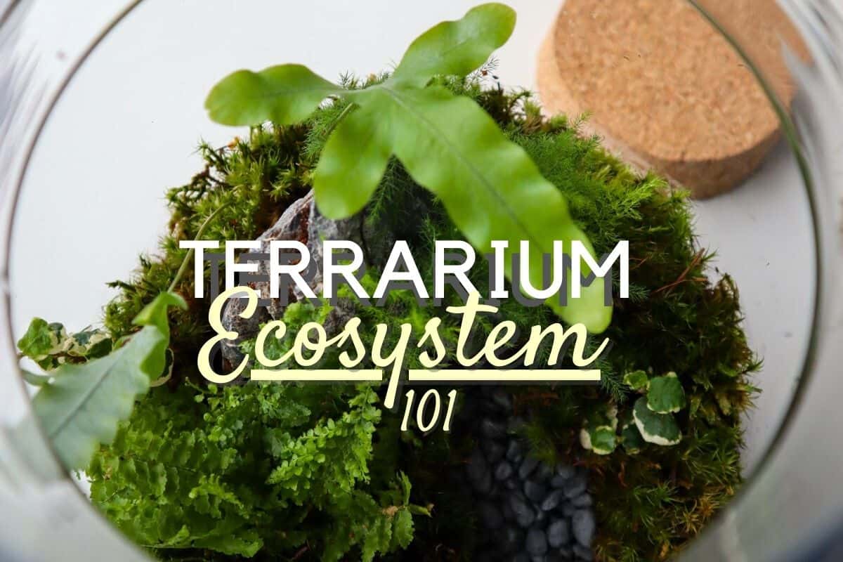 How to Make a Self Sustaining Terrarium (5 Ecosystem Tips)