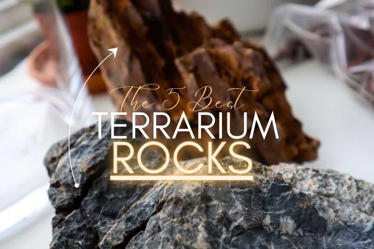 terrarium rocks