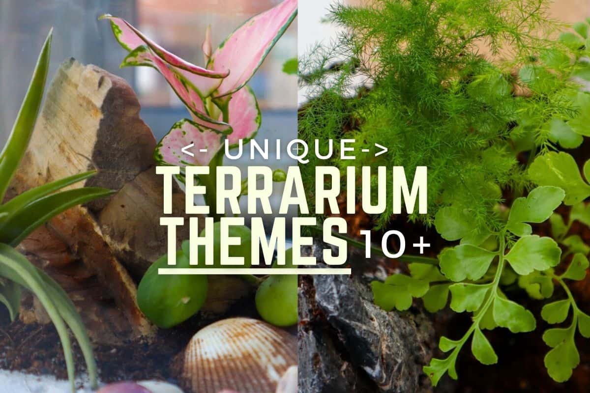 terrarium themes