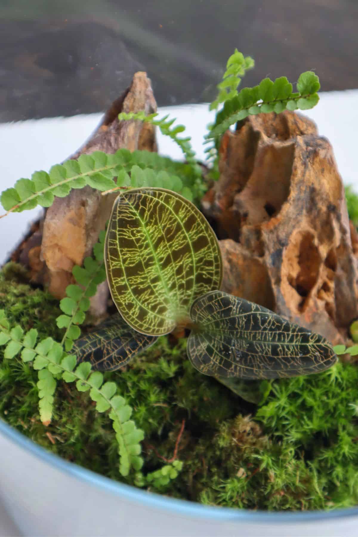 terrariums with ferns and orchid