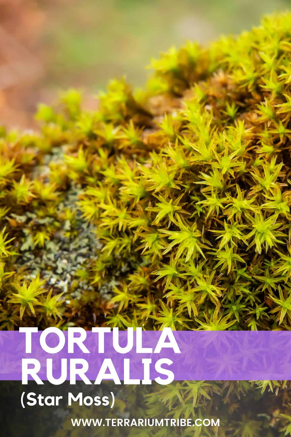 Tortula ruralis - A Shining Star Moss (Care Guide) - Terrarium Tribe