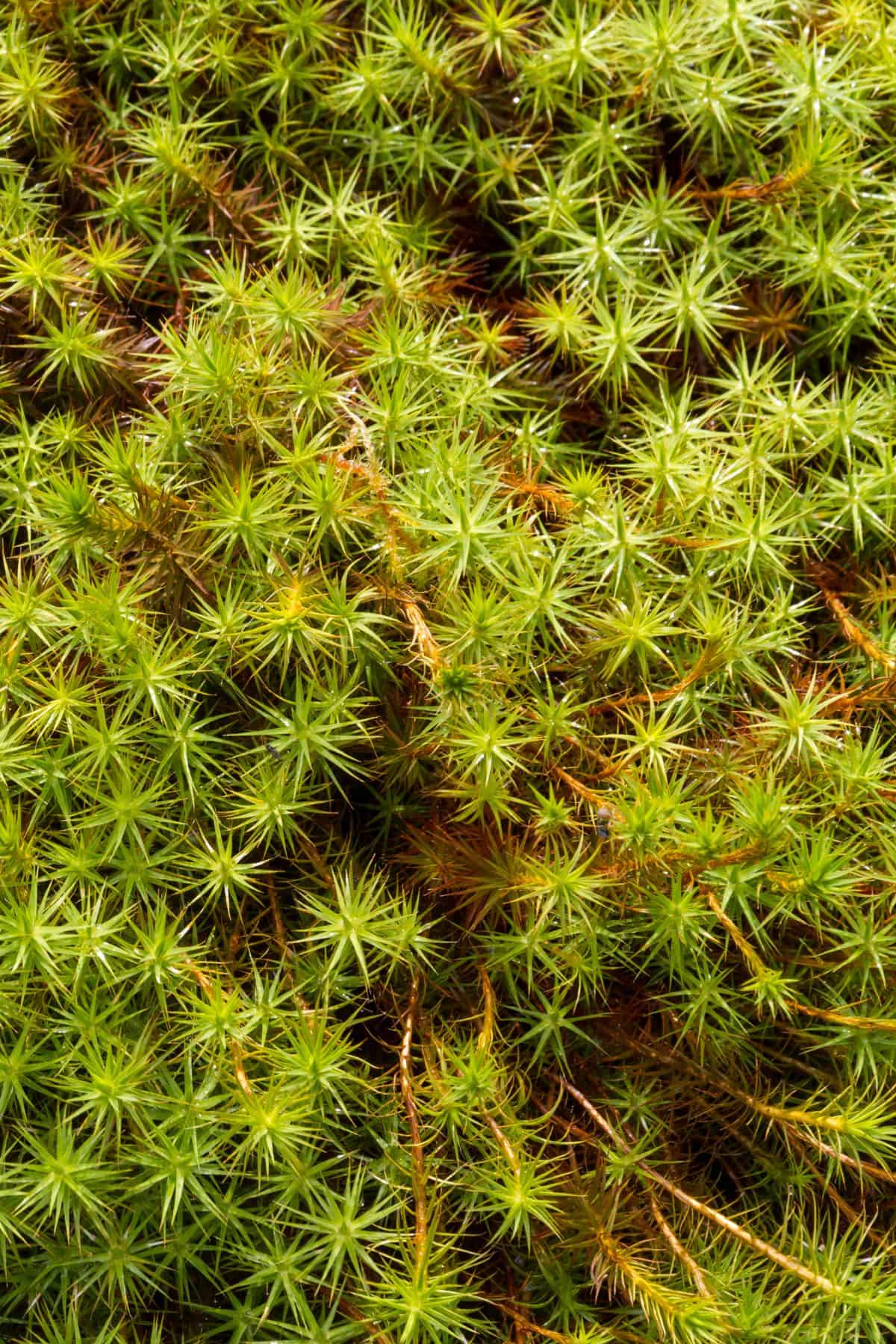 https://terrariumtribe.com/terrarium-plants/tortula-ruralis-star-moss/