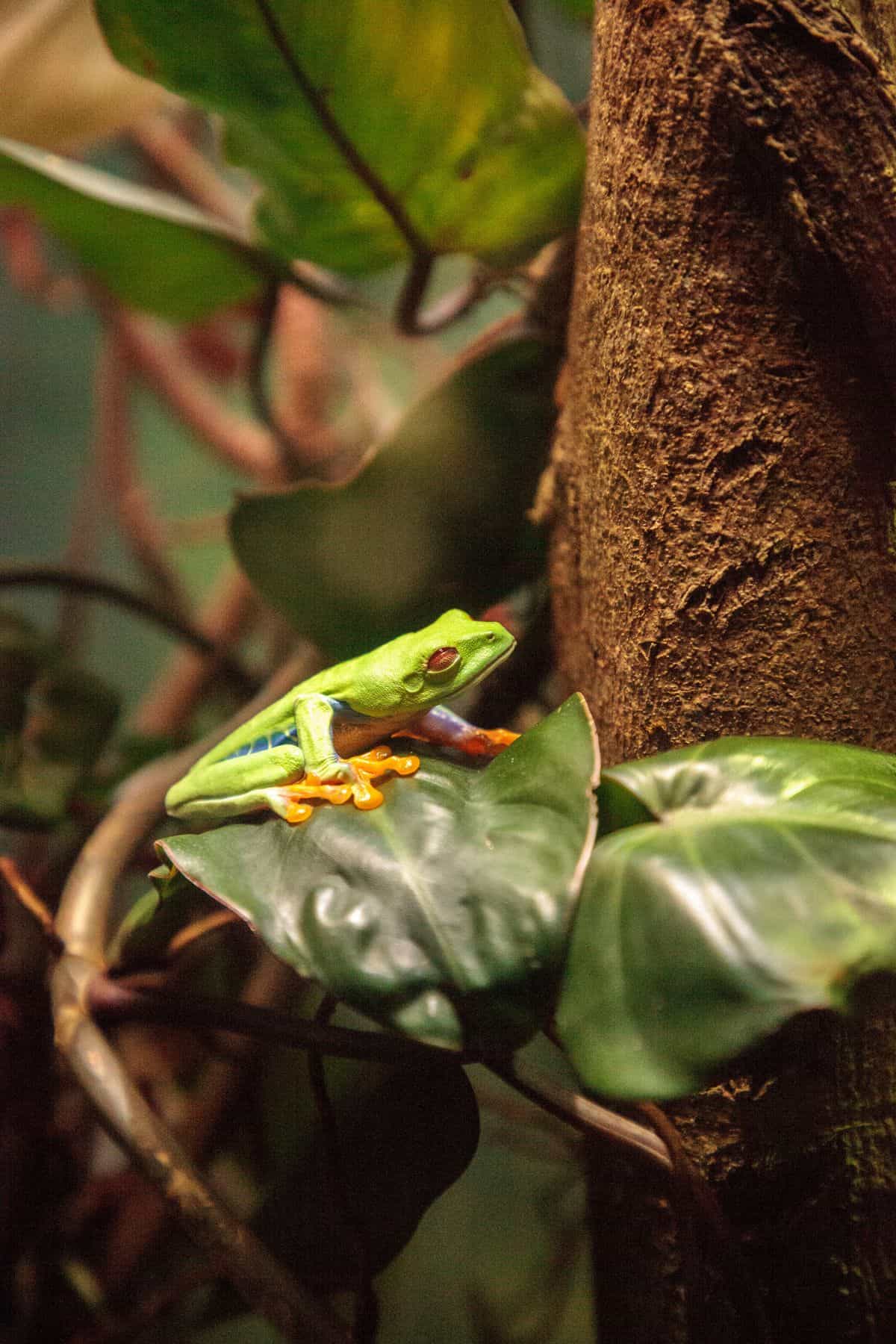 tree frog on leaf