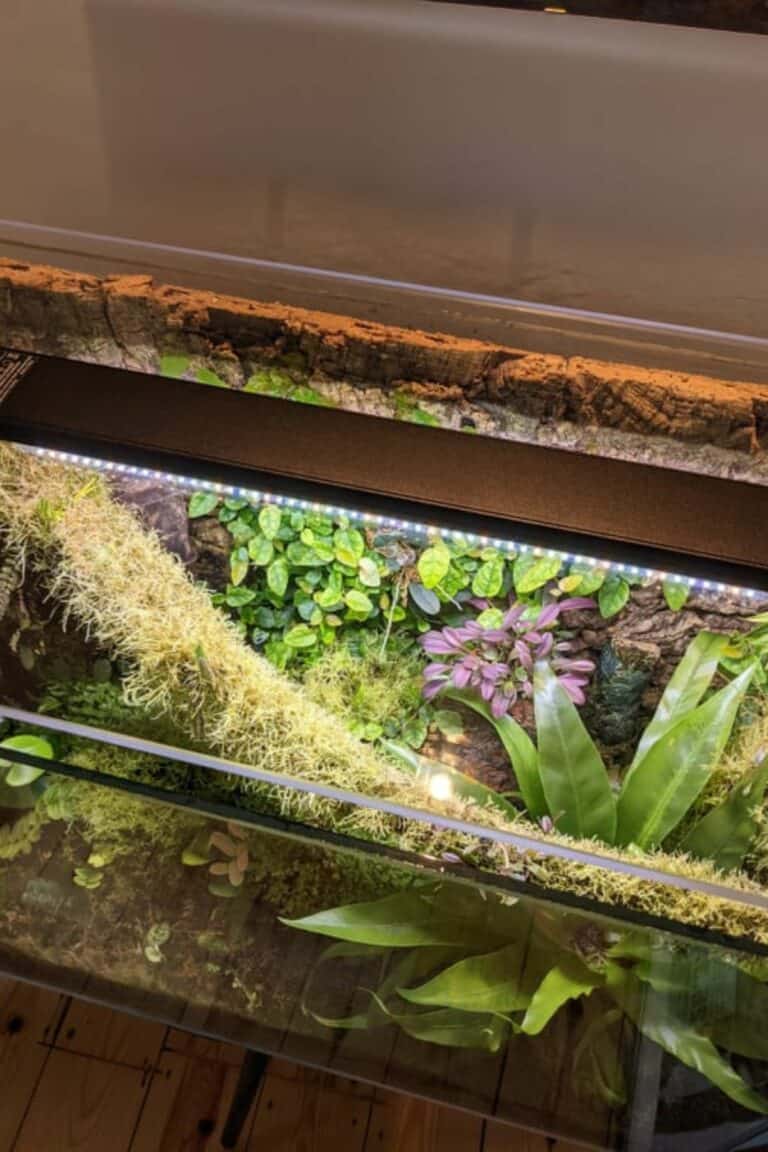 Vivariums Made Easy The Complete DIY Guide (+ Bioactive)