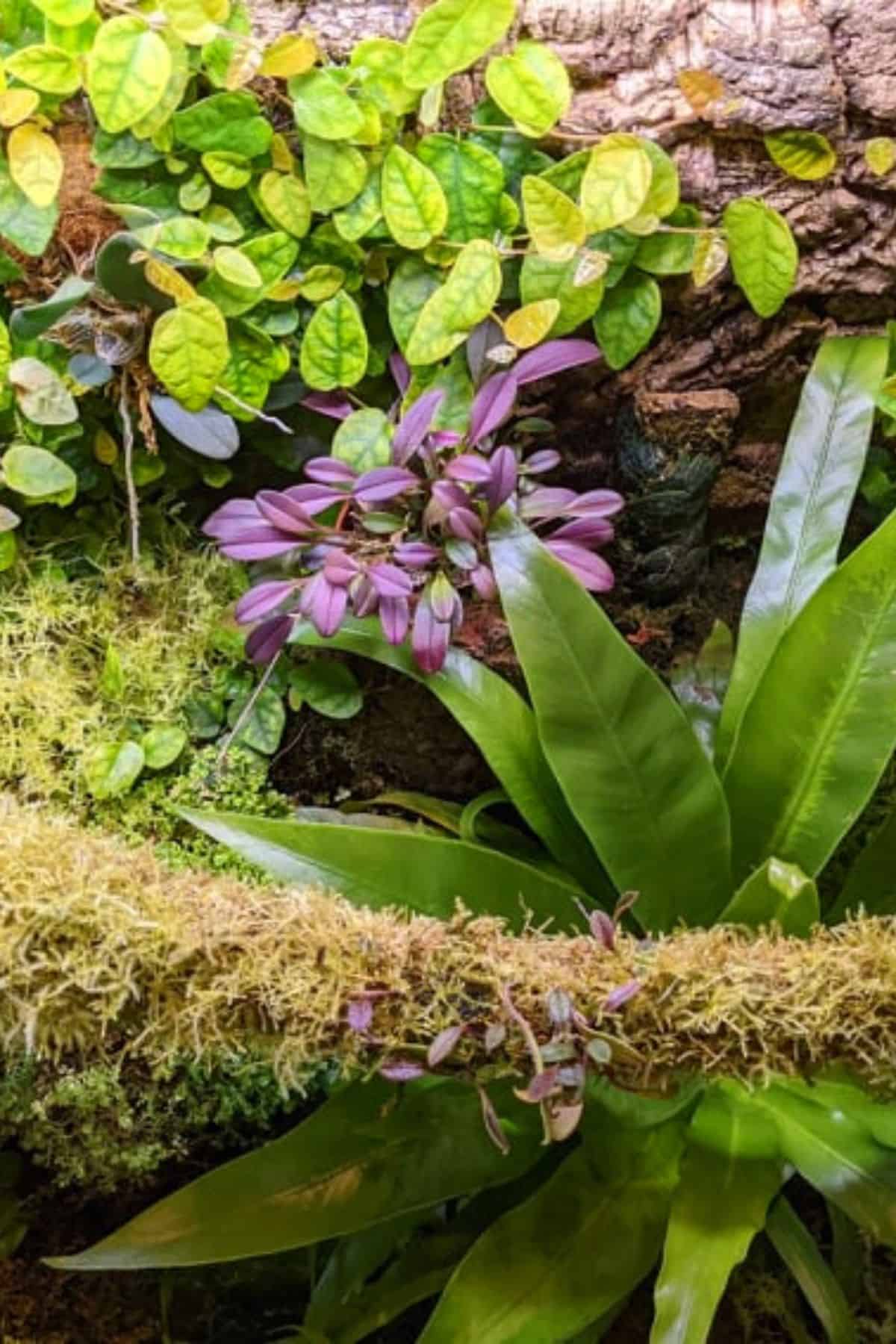 vivarium plants and flowers