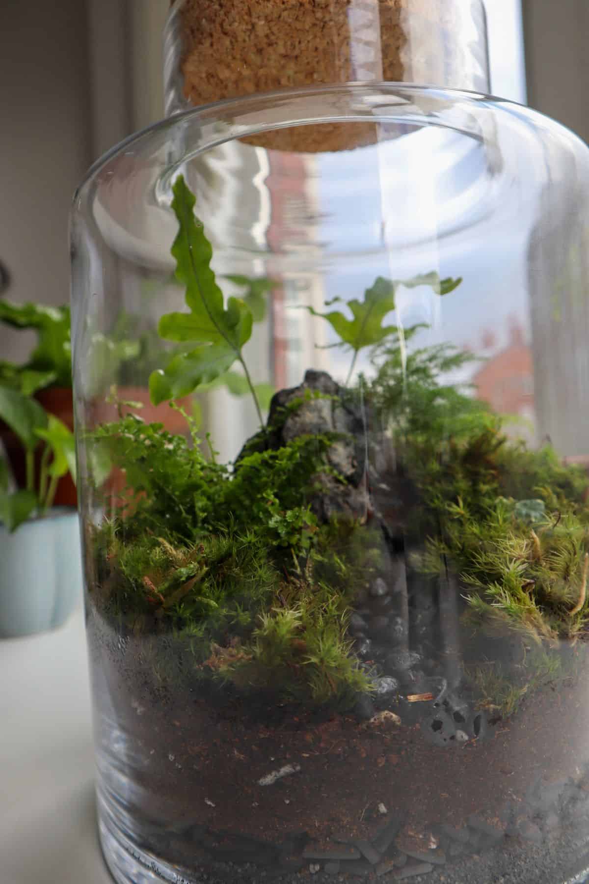 Woodland terrarium with ferns, moss and rock