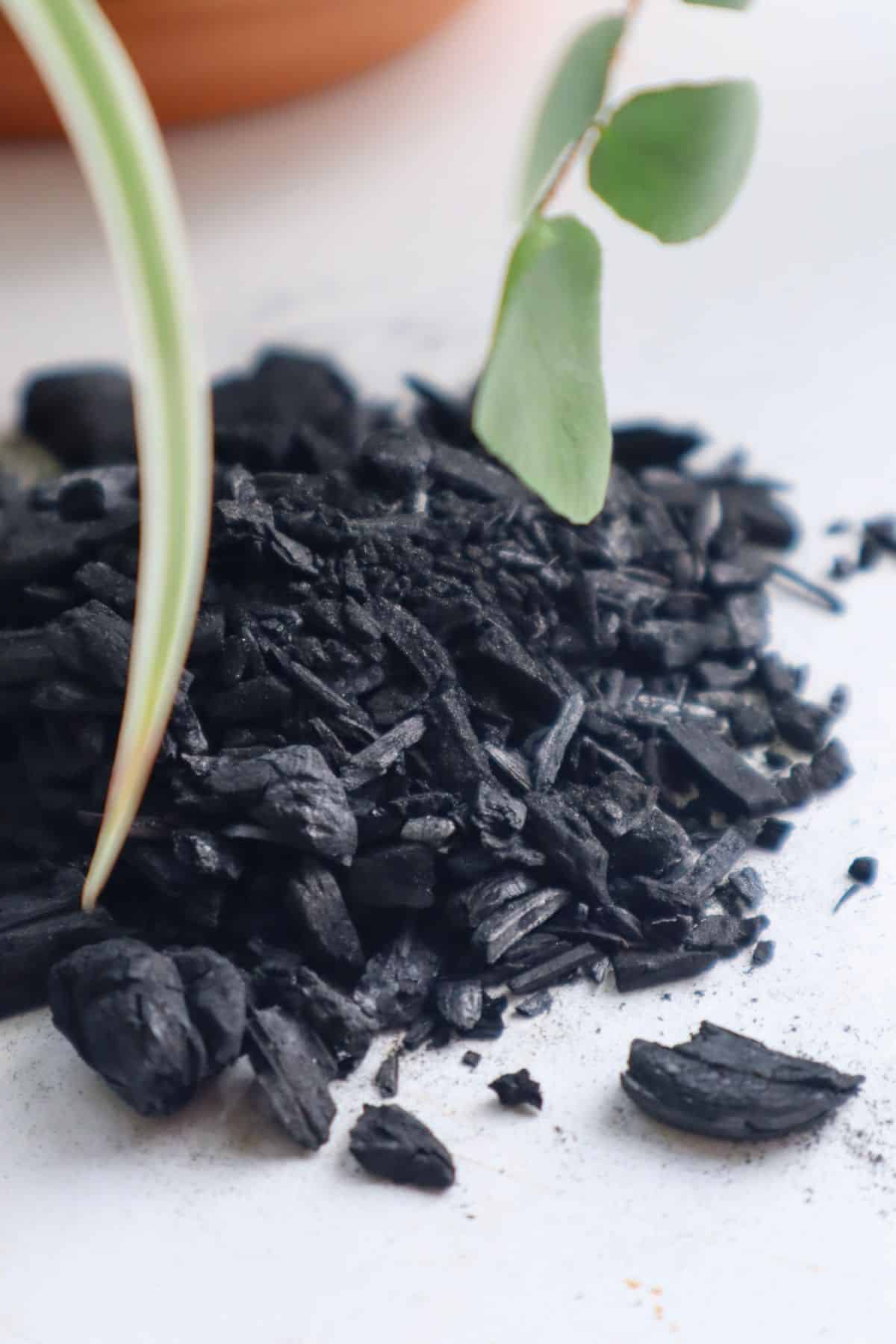 activated charcoal on white table with plants in background