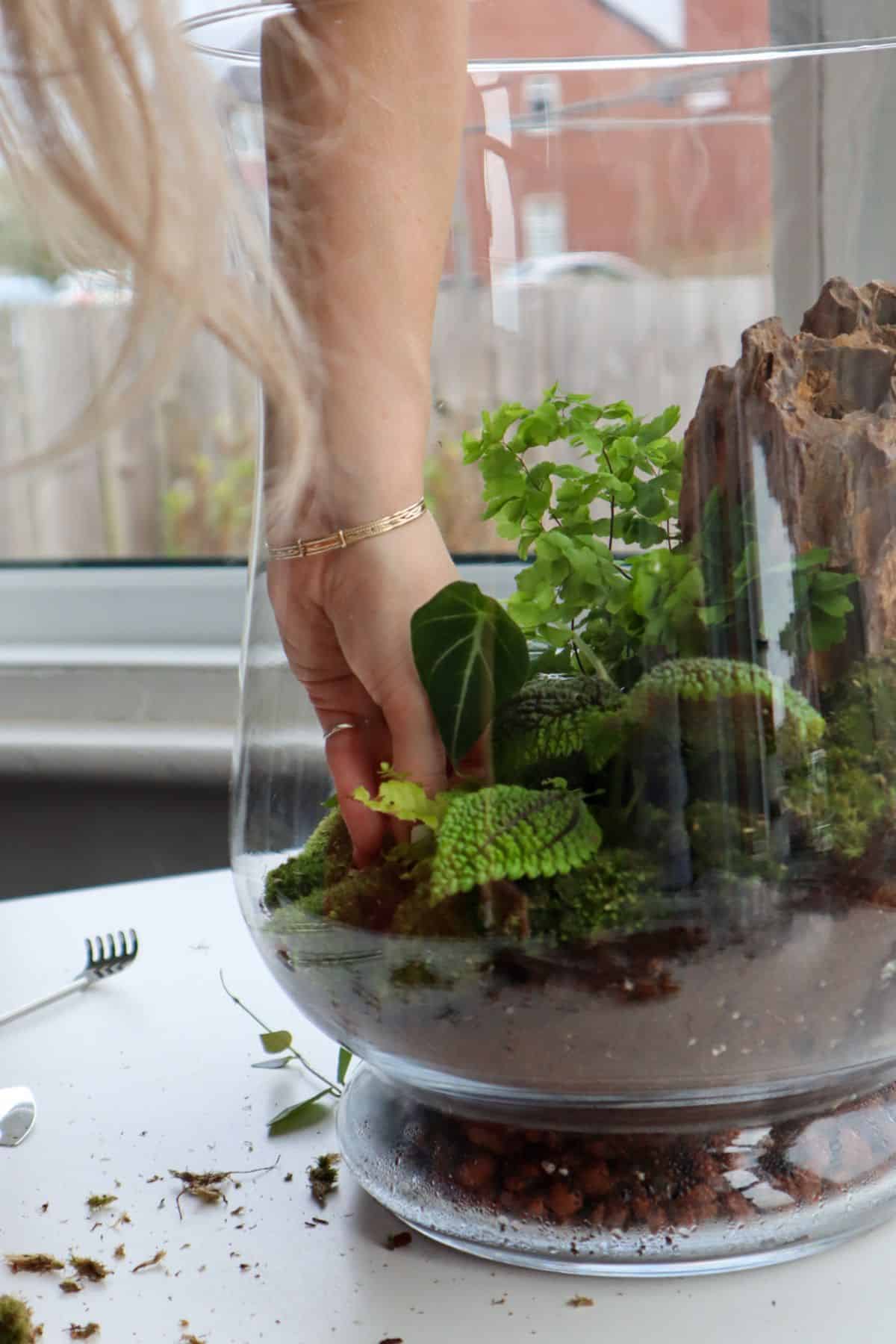 Terrarium/Dried Green Moss for Plants