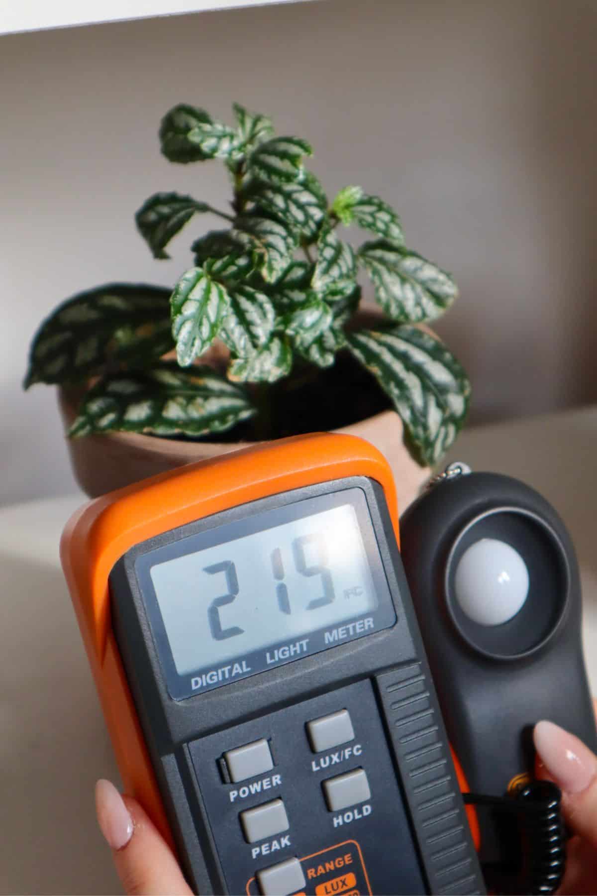 aluminum pilea with lightmeter showing 215 footcandles