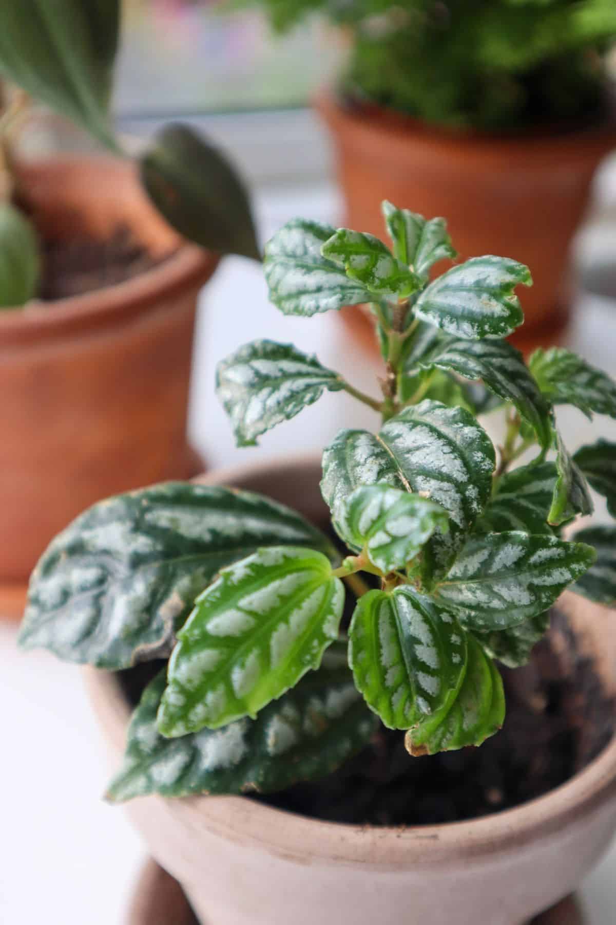 Aluminum pilea close up