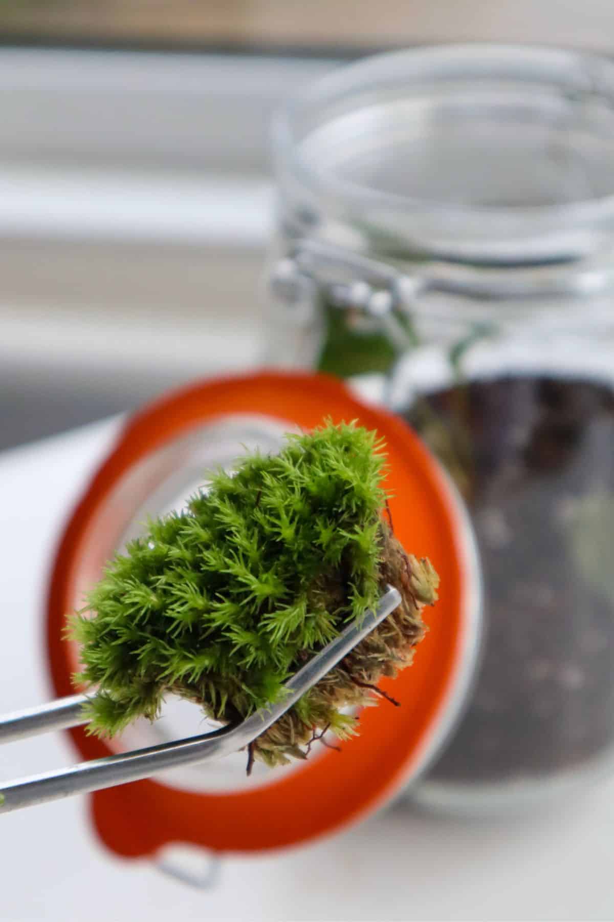 clump of moss held in slanted aquascaping tweezers