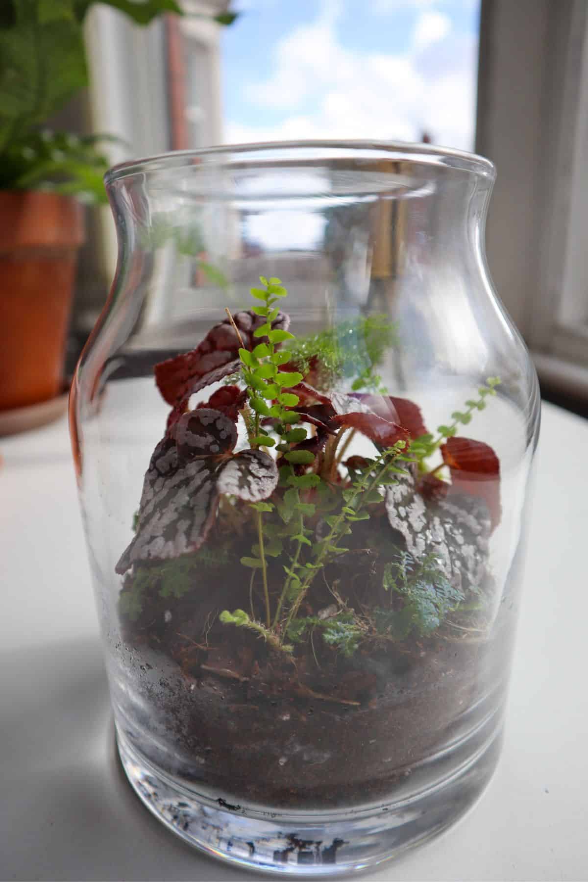 big purple begonia in a small terrarium