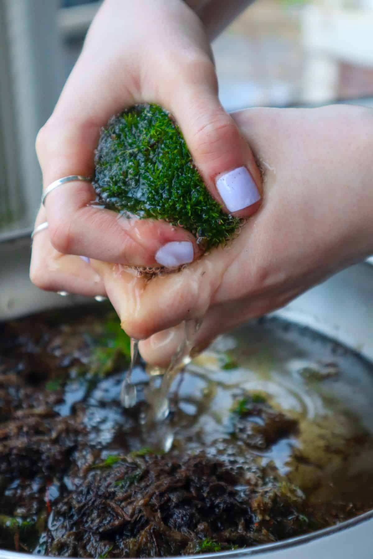 hands squeezing excess water out of cushion moss chunk