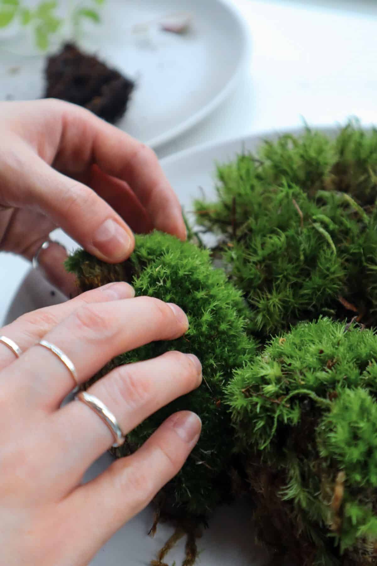 how to make a moss terrarium with a flowing stream, moss garden terrarium