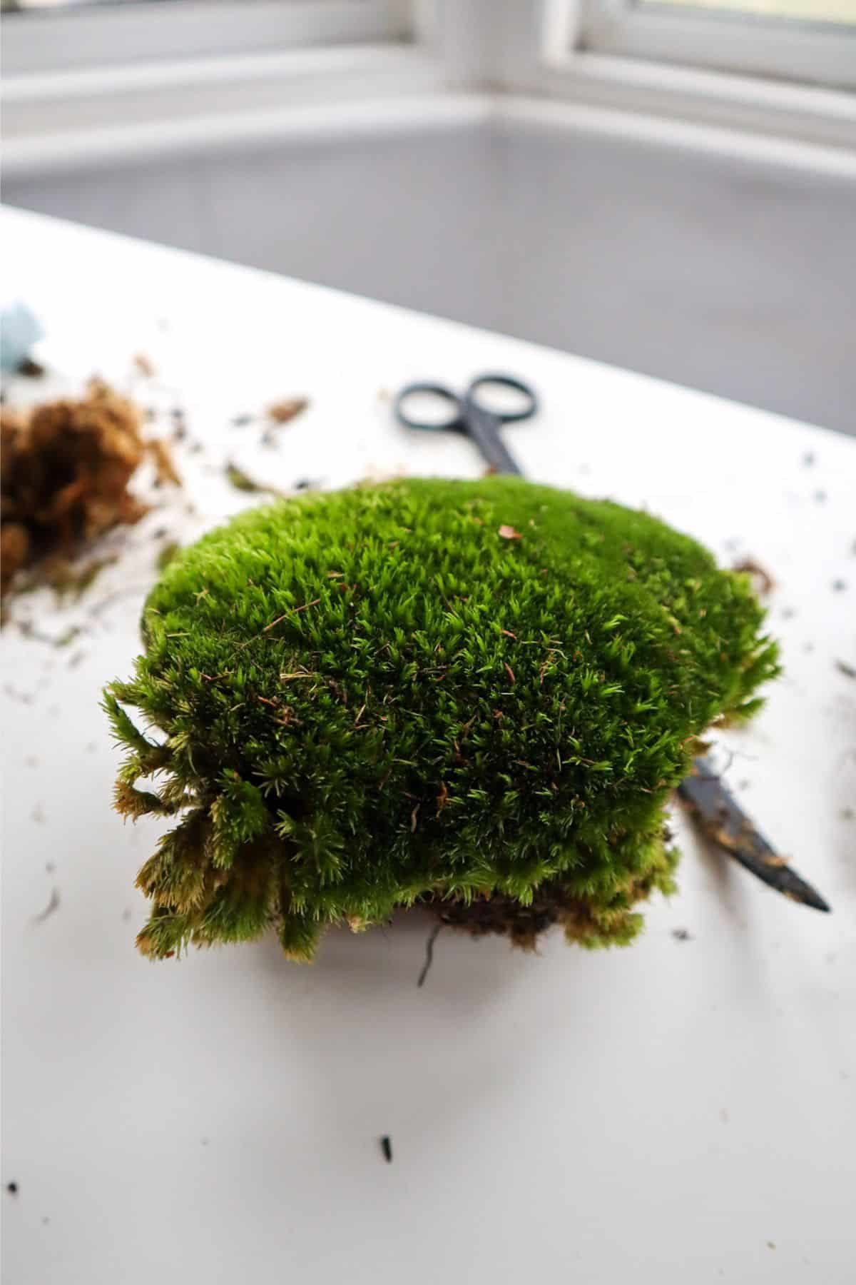 cushion moss chunk on desk