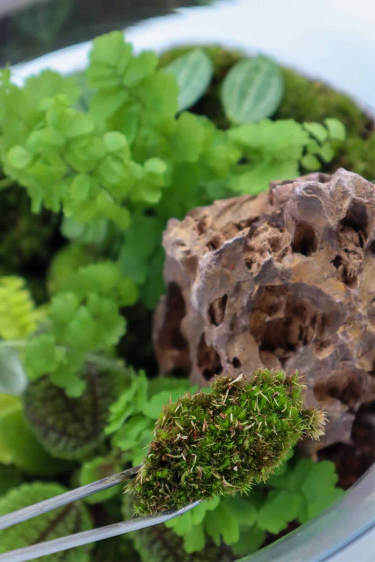 Buy Rock Cap Moss Online  Freshly Harvested Live Moss