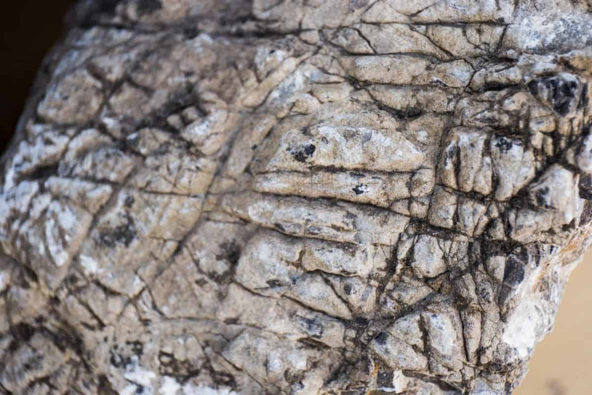 Textured elephant skin stone close up 