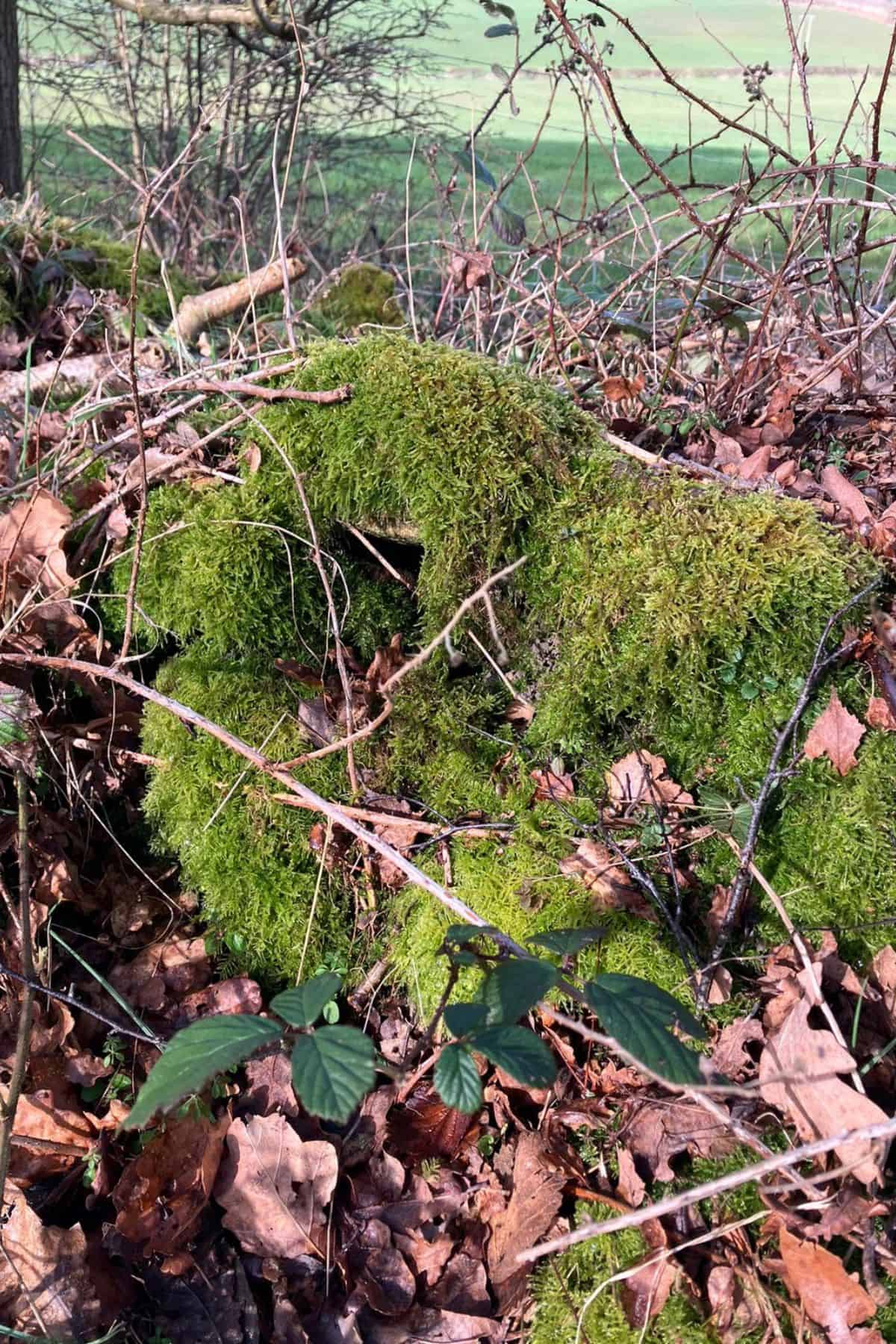 Pieces of Real Dried Moss, Green Natural Moss From the Forest