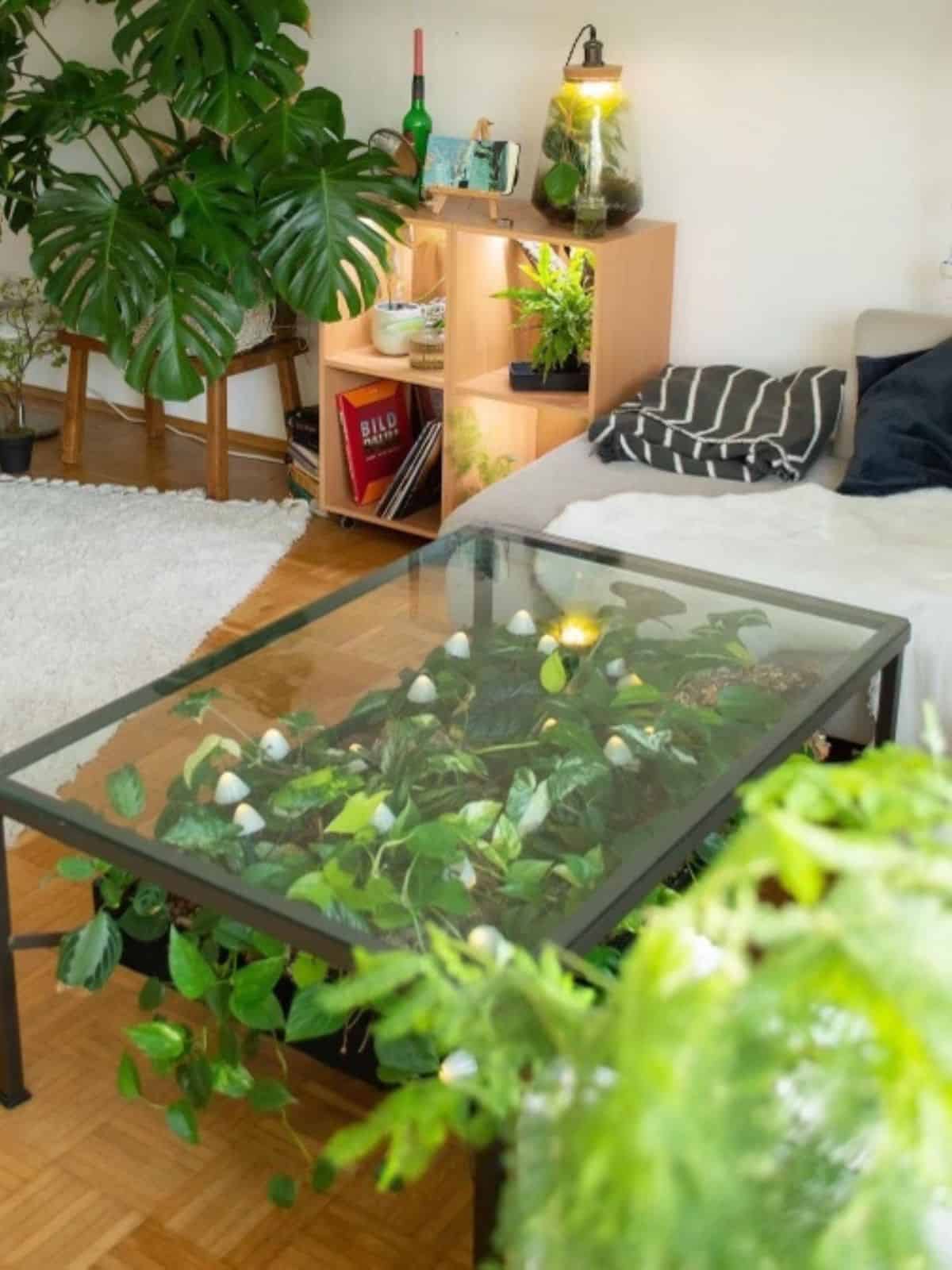 I made a terrarium coffee table. Pics of the build and more info in the  comments : r/terrariums