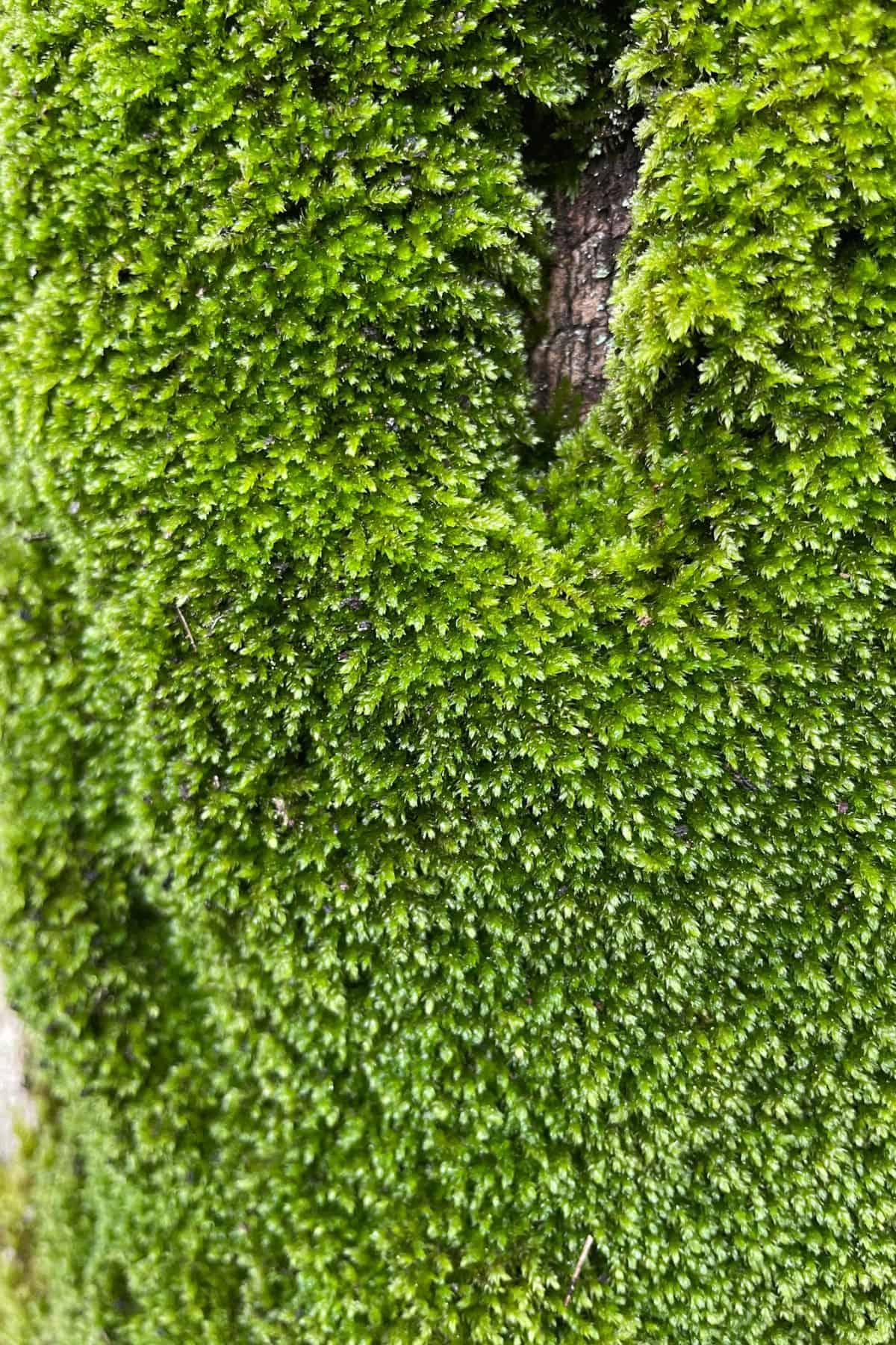 hypnum moss outdoors