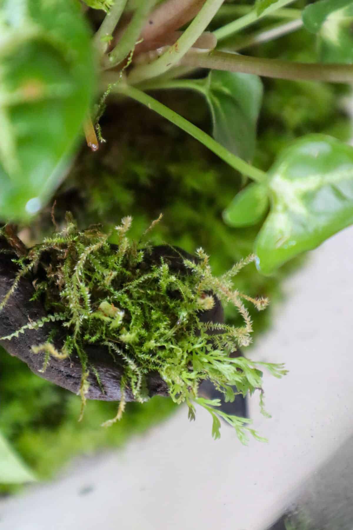 Terrarium Moss: The Secret to a Vibrant Terrarium