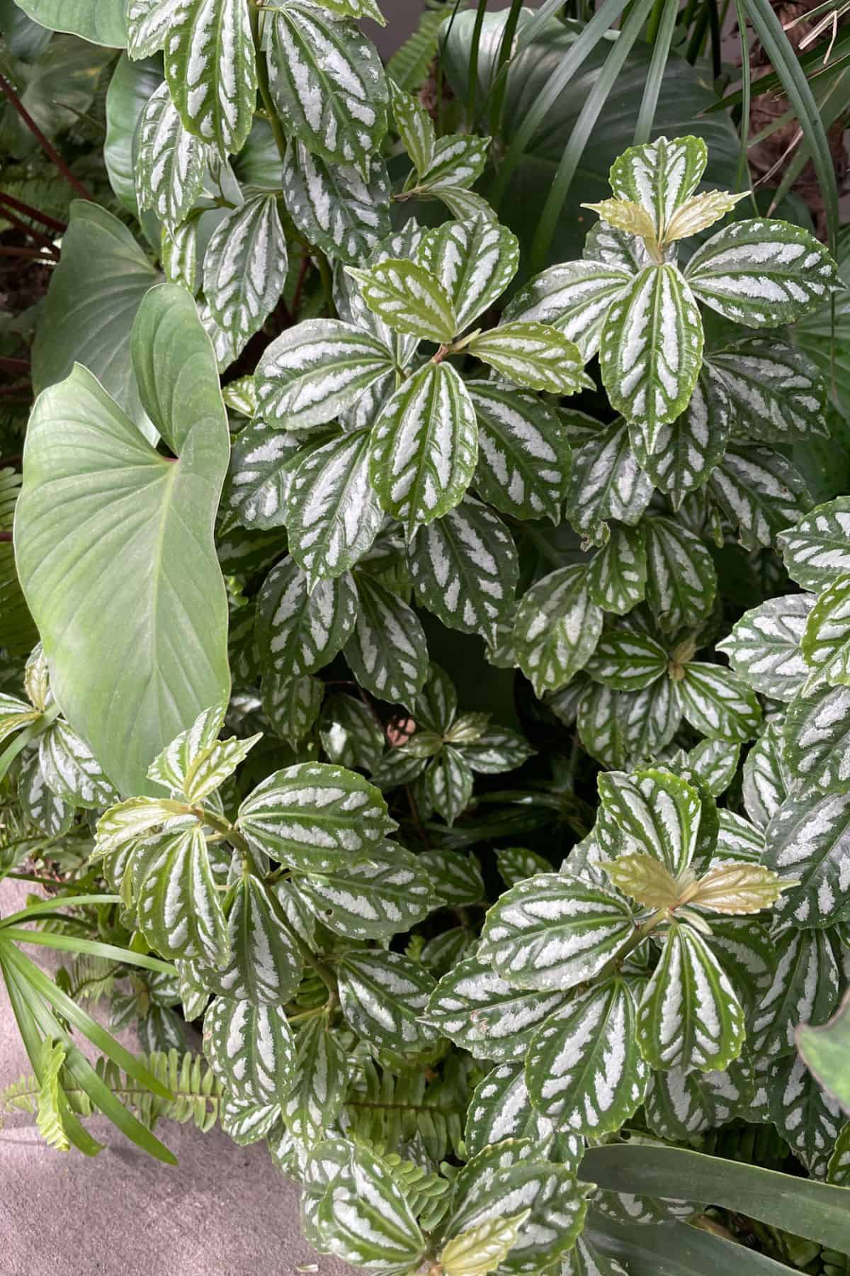 huge bushy aluminum pilea next to sidewalk