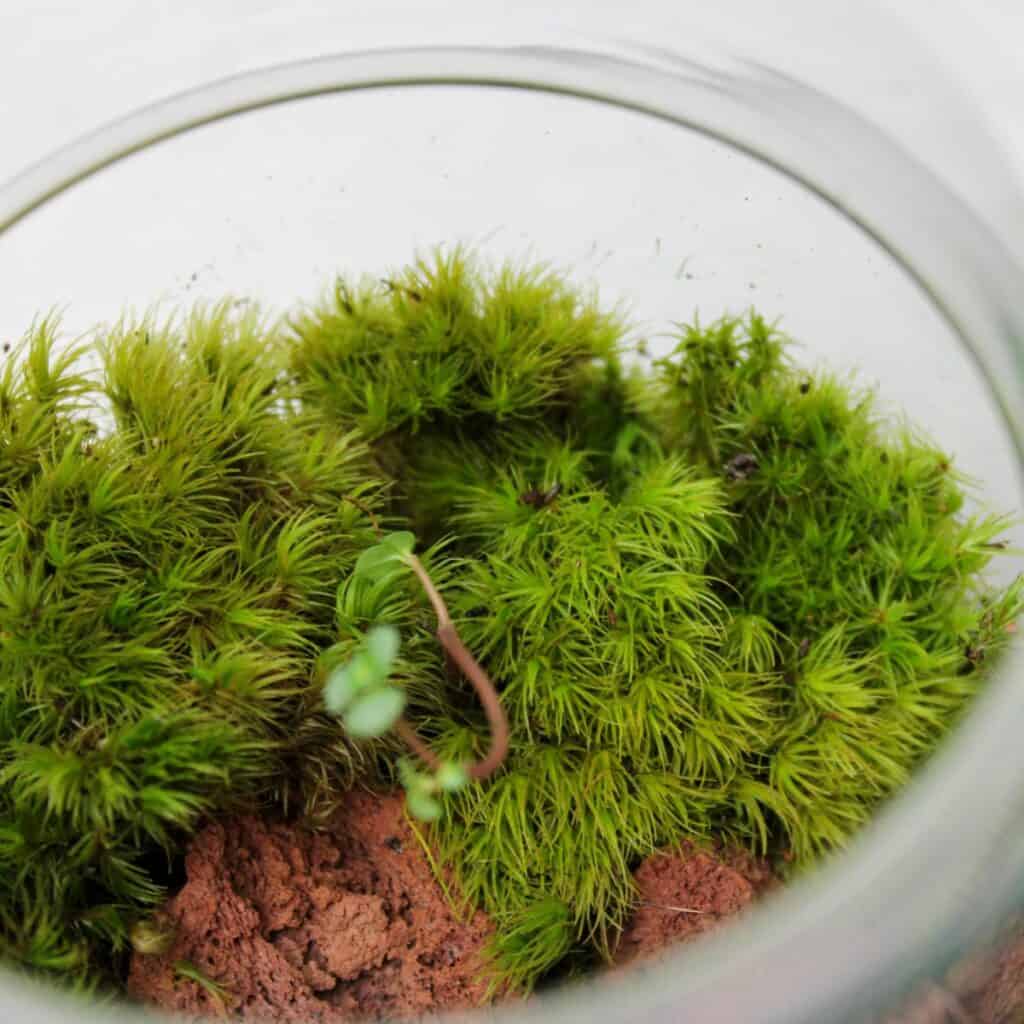 Live Carpet Moss for Terrariums Flat Moss Carpet Moss Mossarium Terrarium  Supplies -  Israel