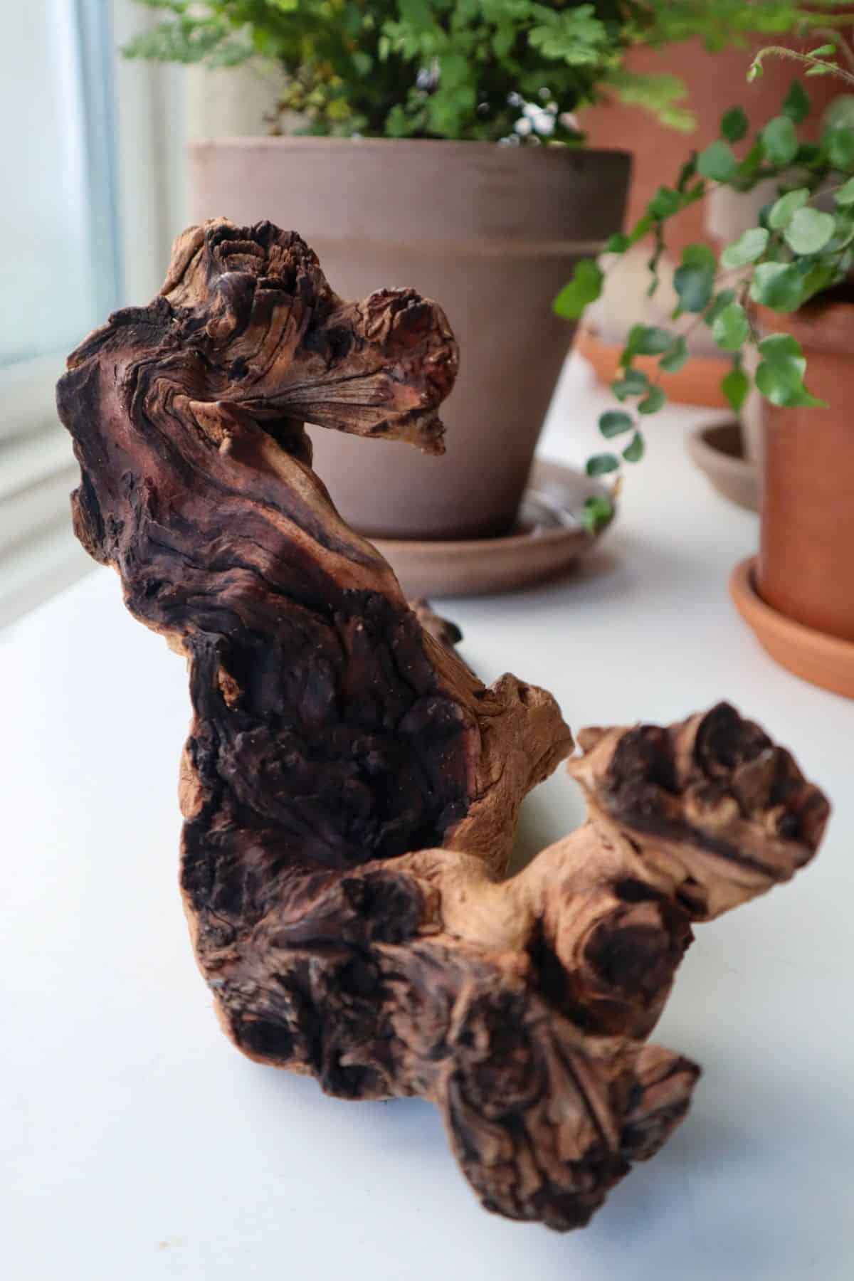 two toned mopani wood on table with plants in background