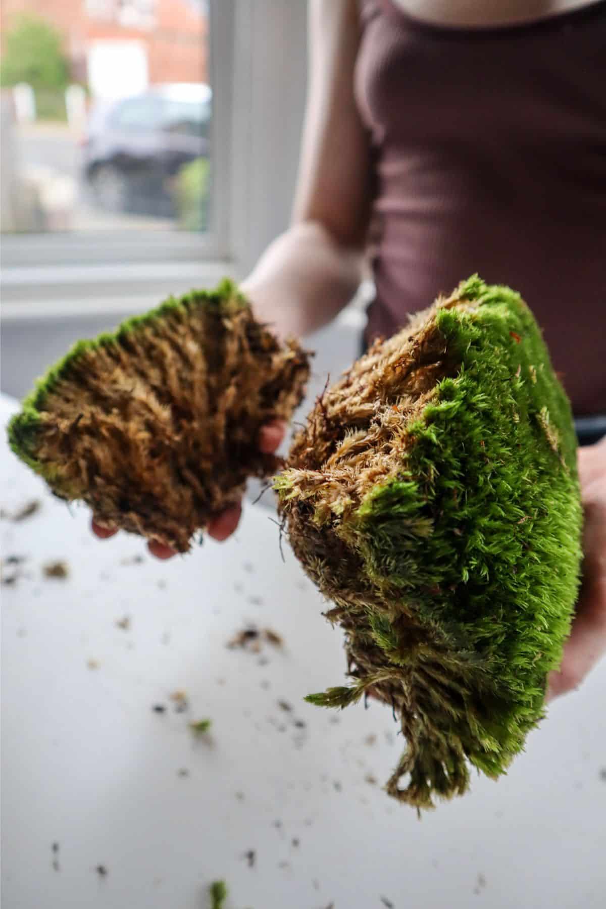 cushion moss chunks with big fibrous brown rhizoids