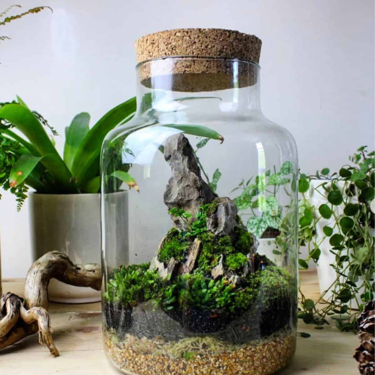 moss terrarium in big class container with wide opening and cork lid