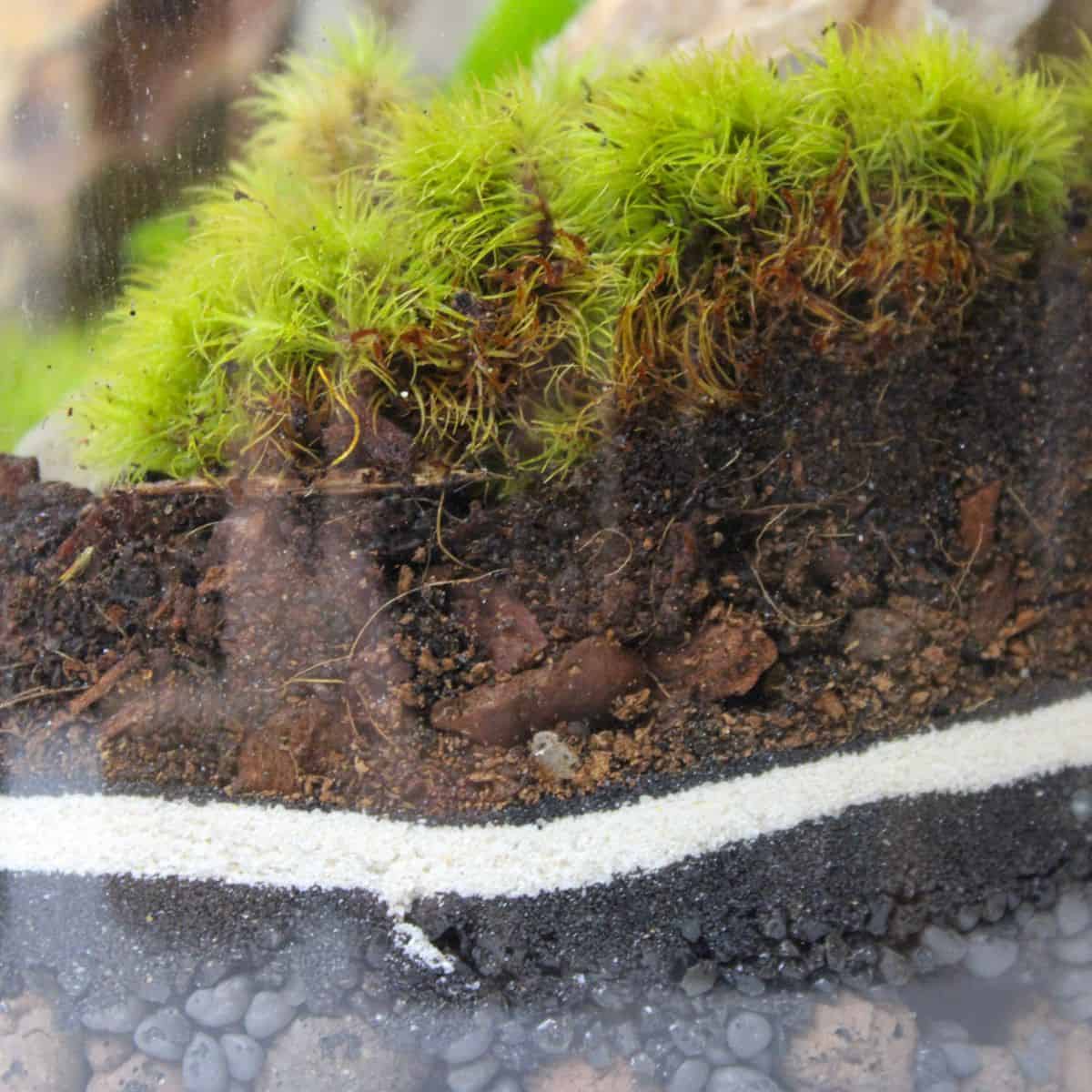 moss terrarium layers up close with gravel and sand