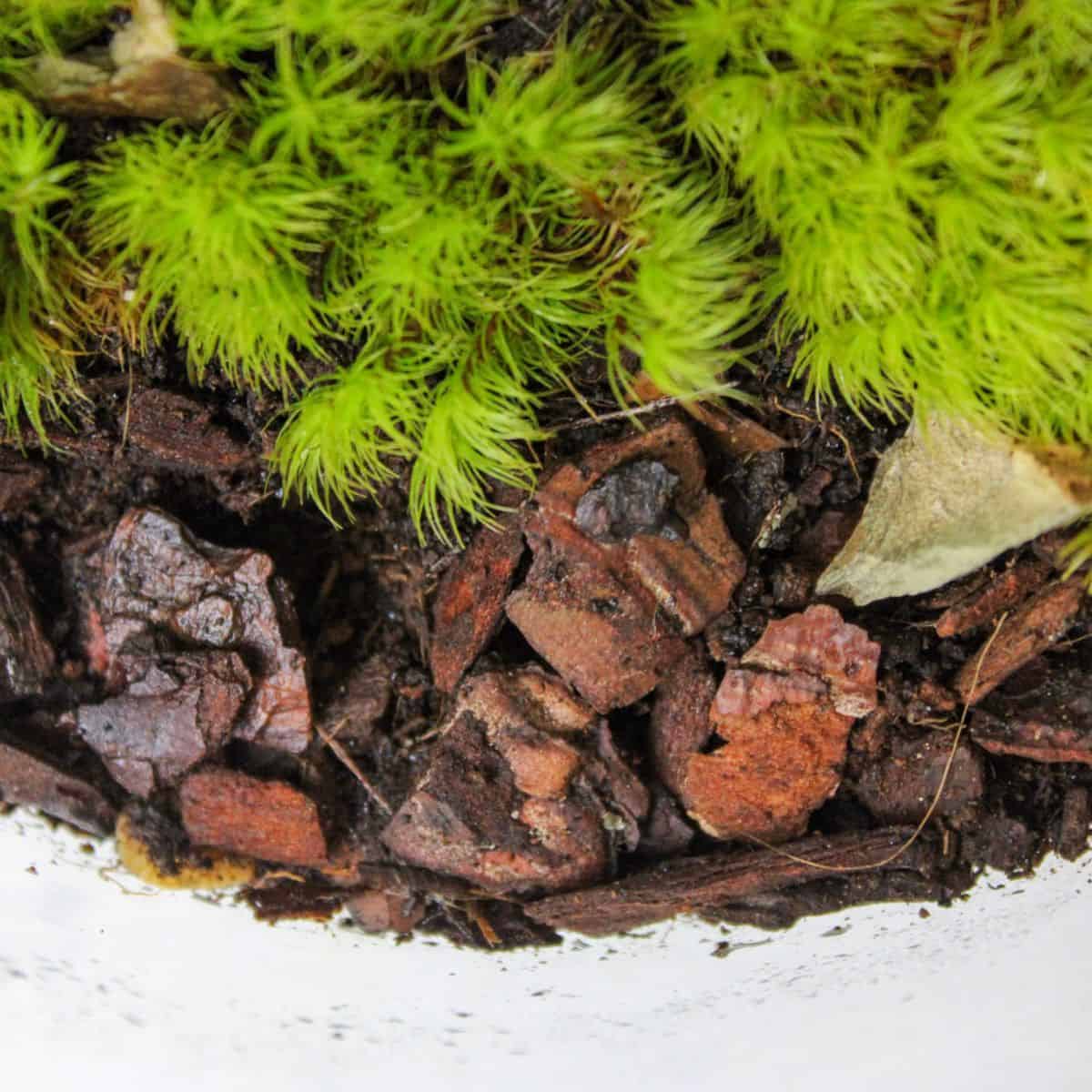 mossarium with orchid bark on top of substrate