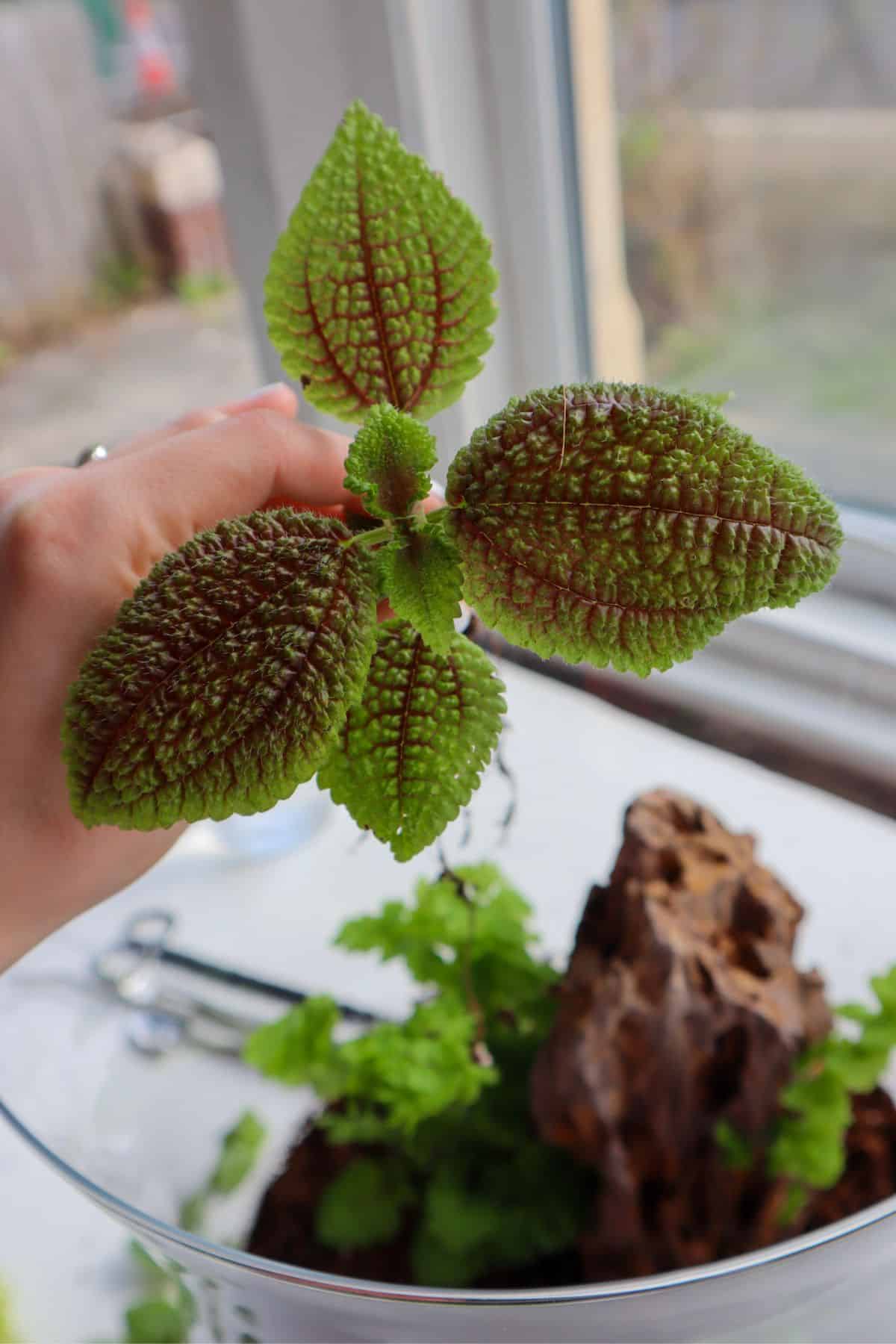 Hand holding pilea moon valley up in front of a terrarium