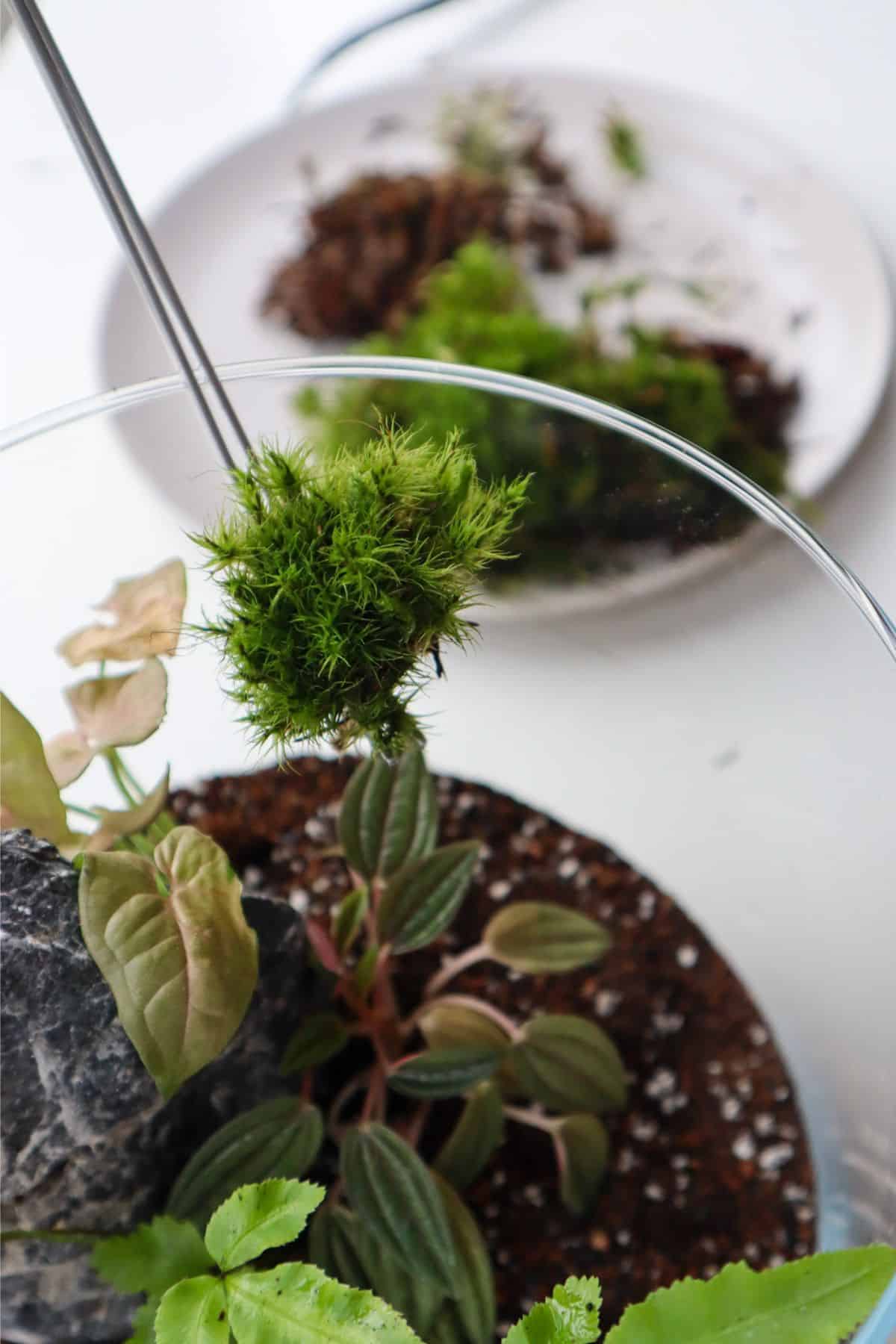 tweezers holding mood moss clump in front of terrarium