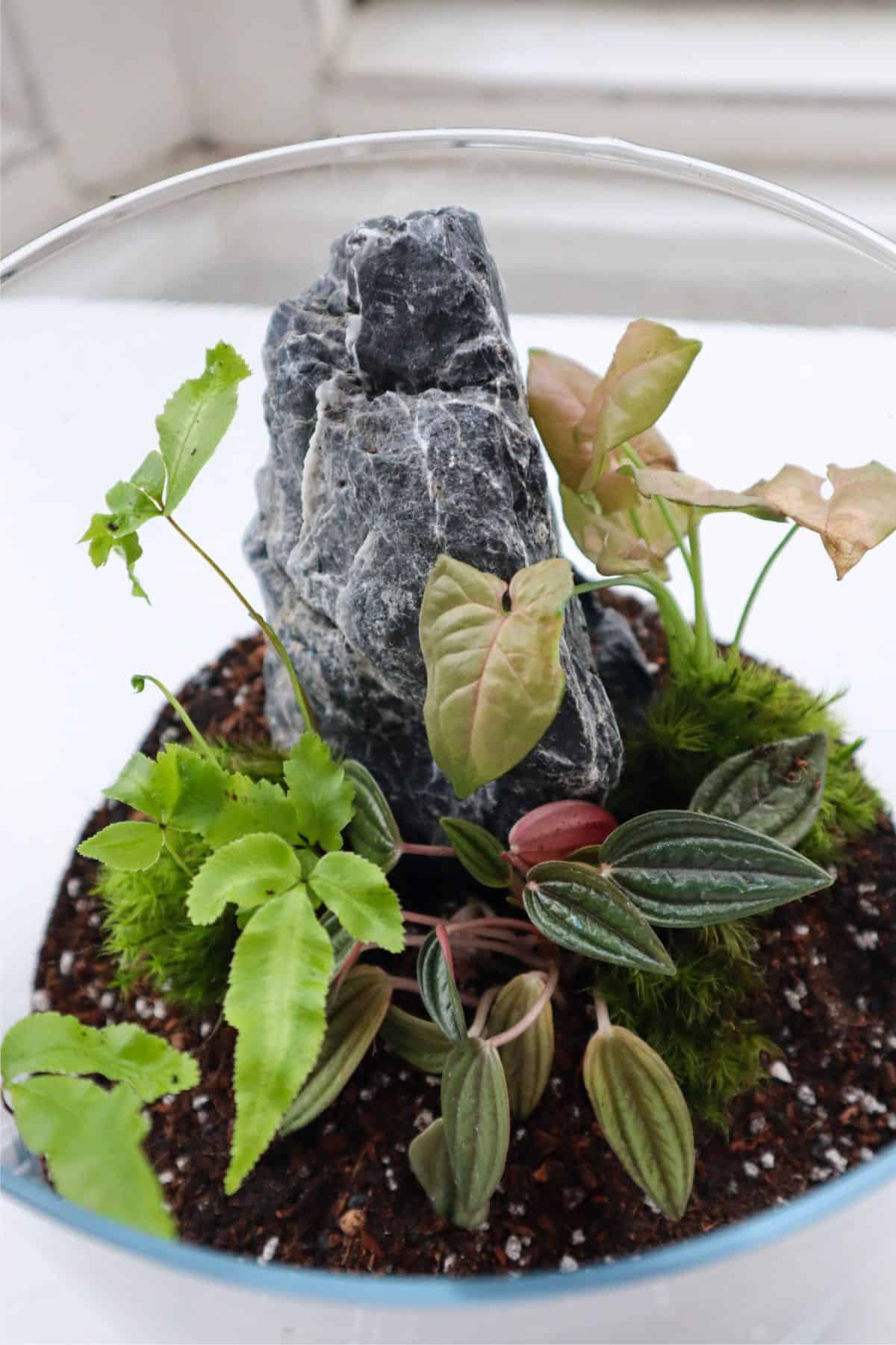 seiryu stone in terrarium build with plants