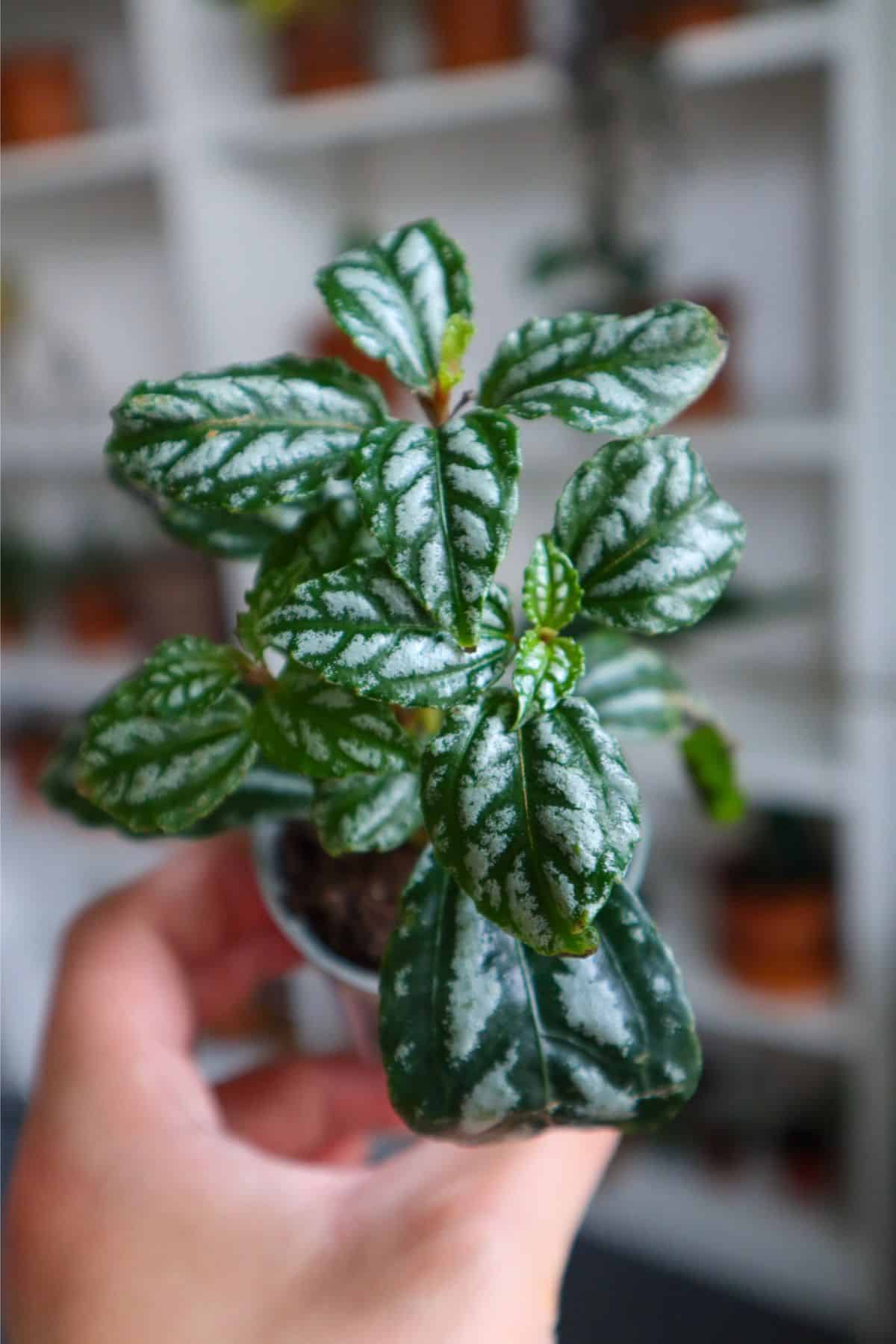 Small aluminum pilea in pot with bookshelf in background