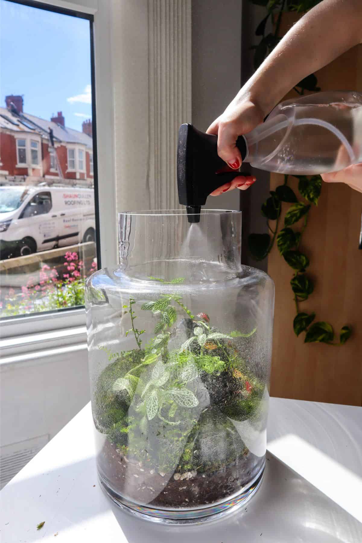 watering a terrarium with a spray bottle