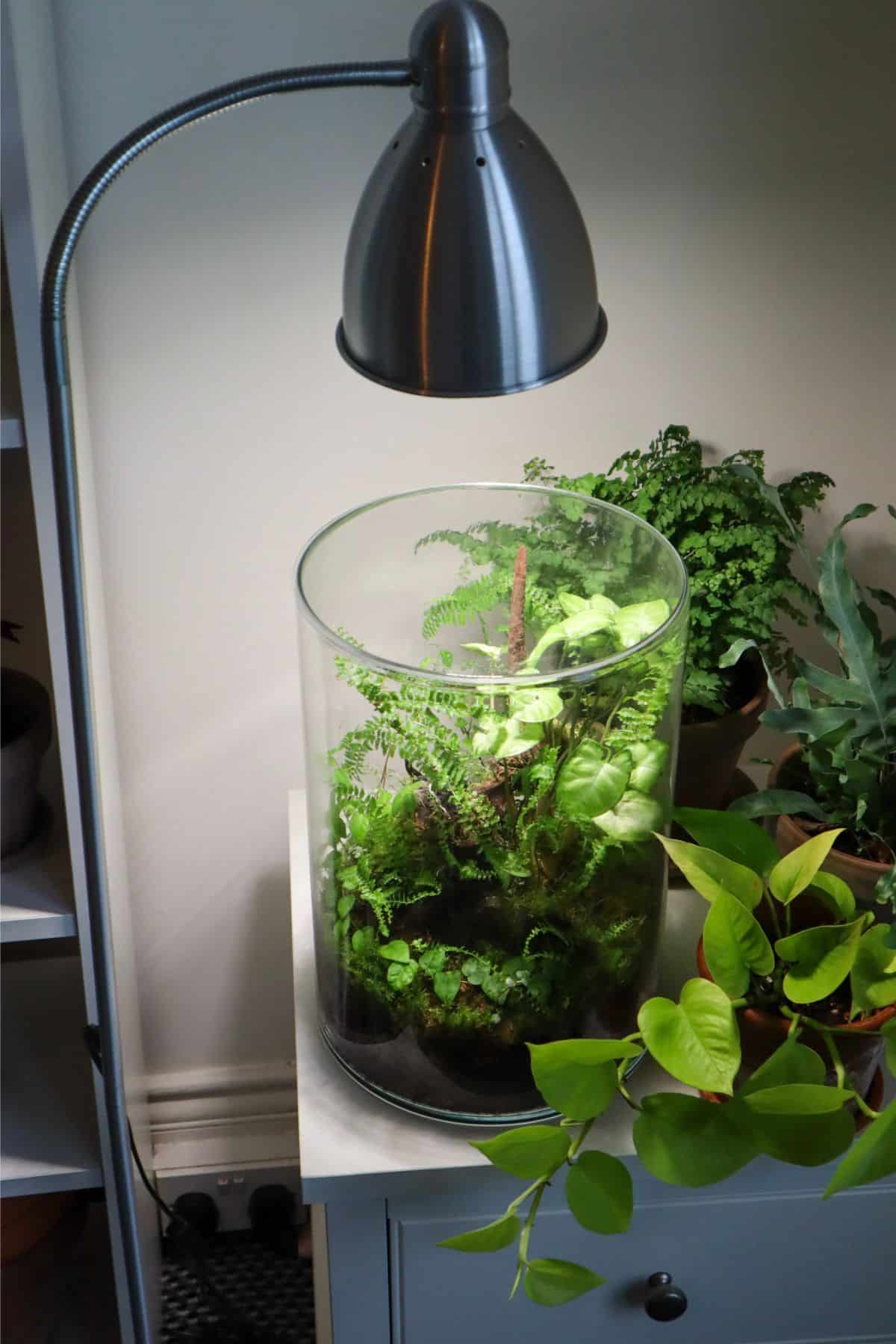 CONTRÔLE DU TERRARIUM