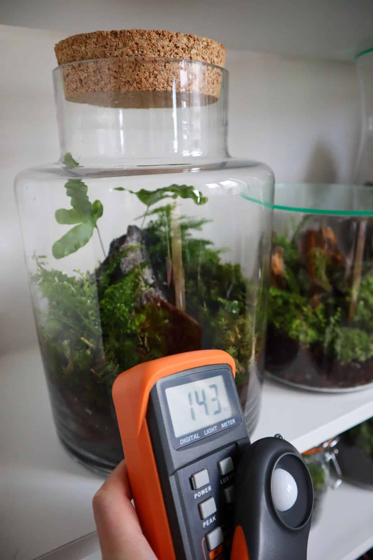 closed terrarium and lightmeter showing 143 footcandles of light