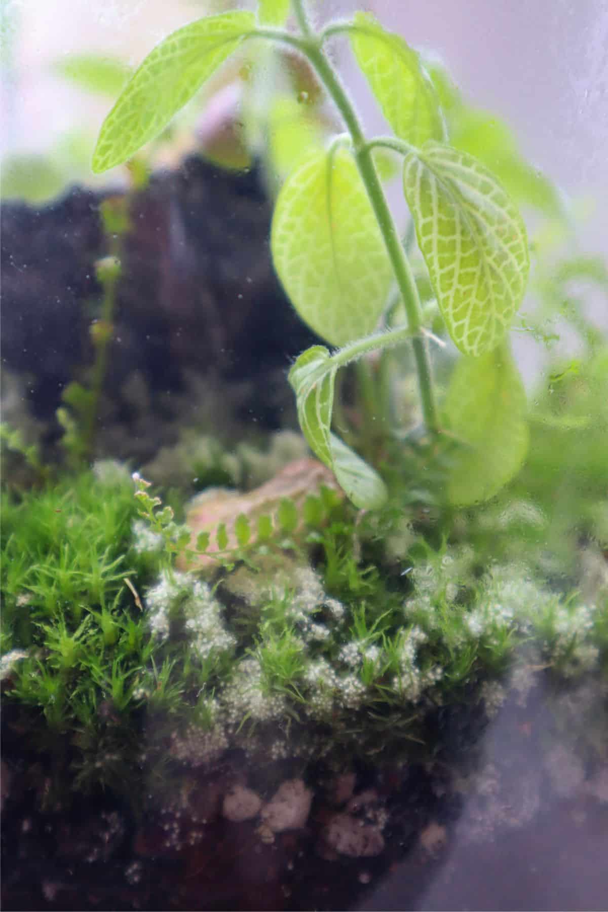 small dots of white mold in terrarium